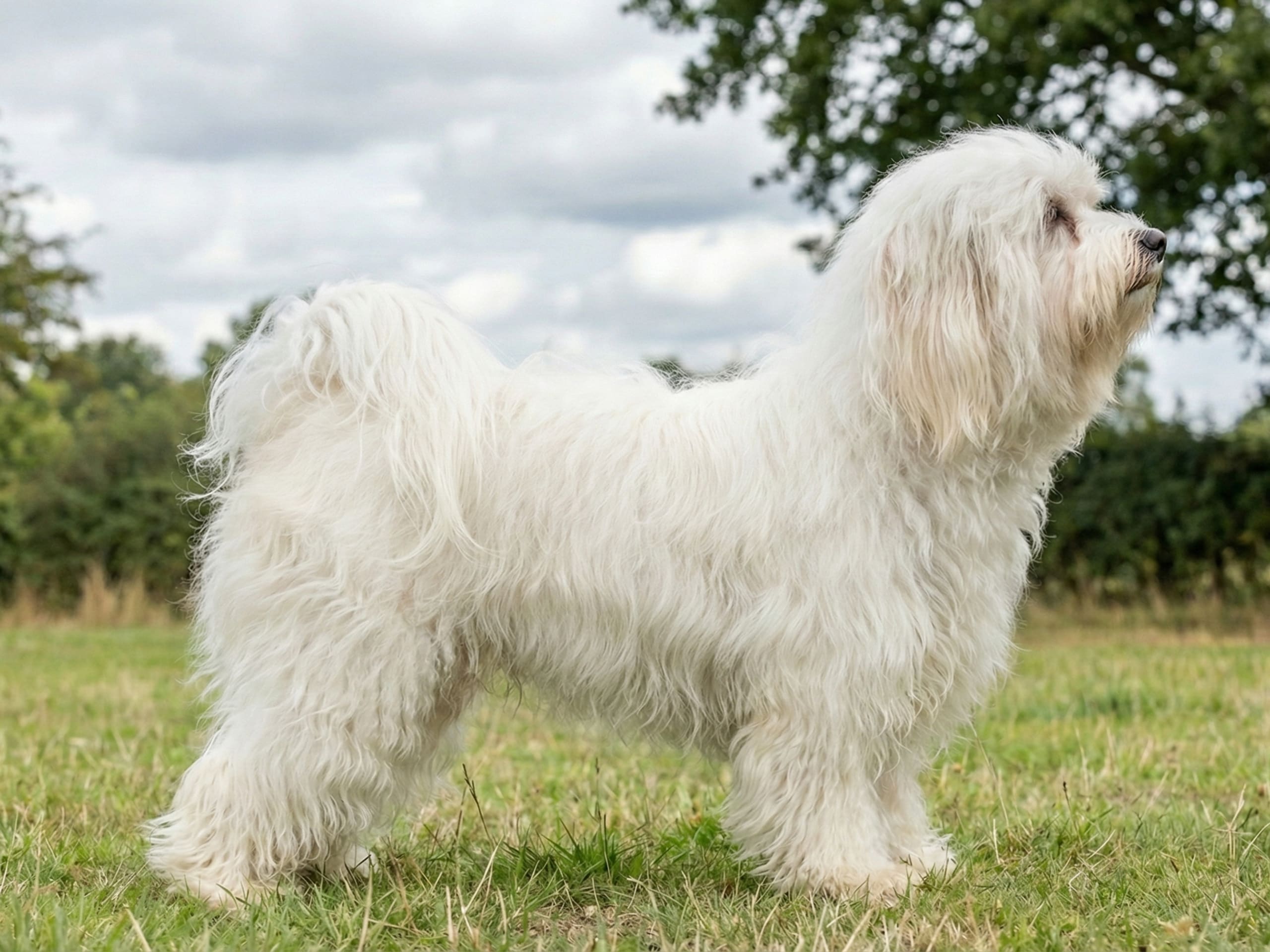Bichon havanais - kærlig lille familiehund