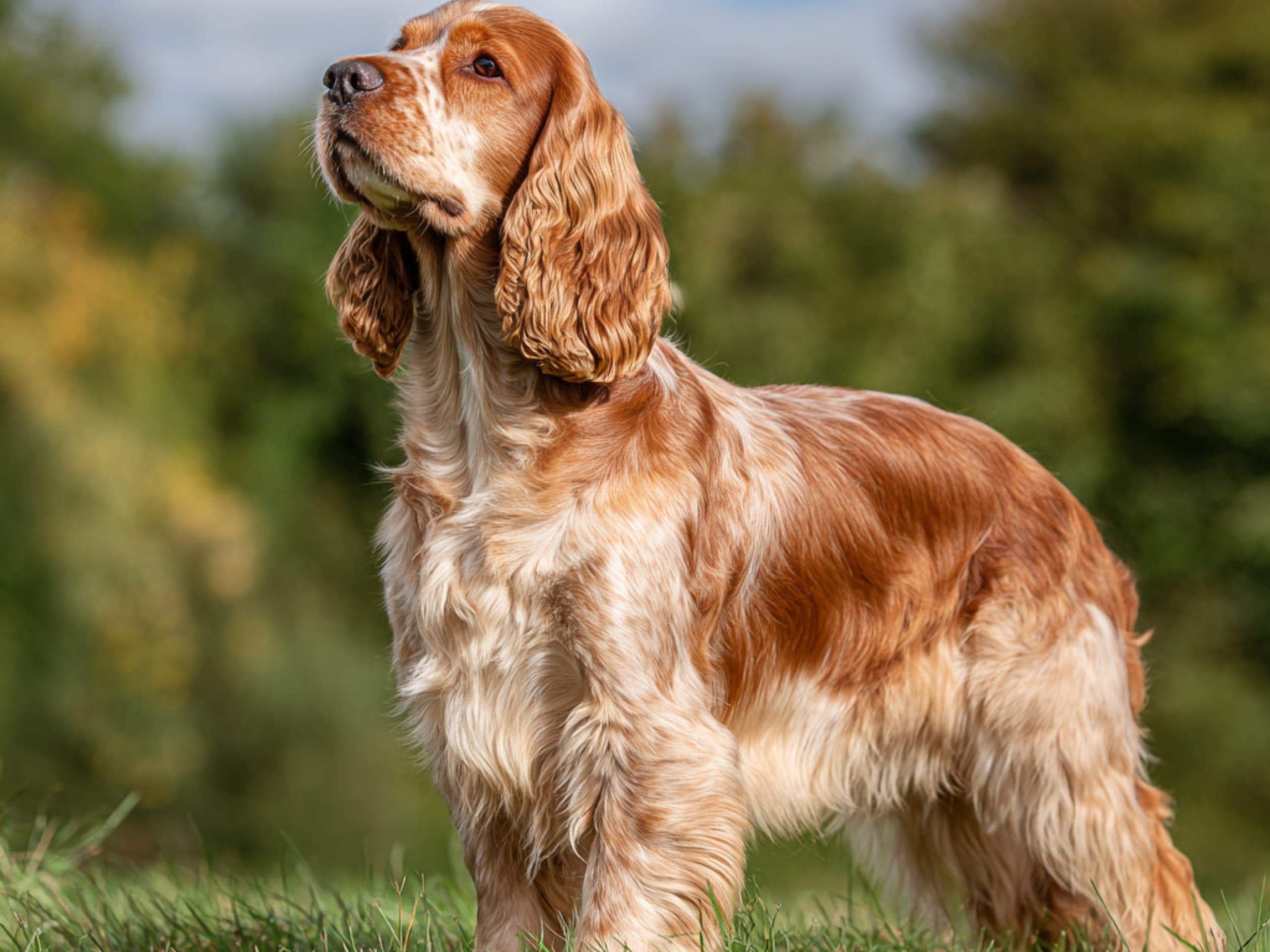 Cocker spaniel - hengiven og lærenem familiehund