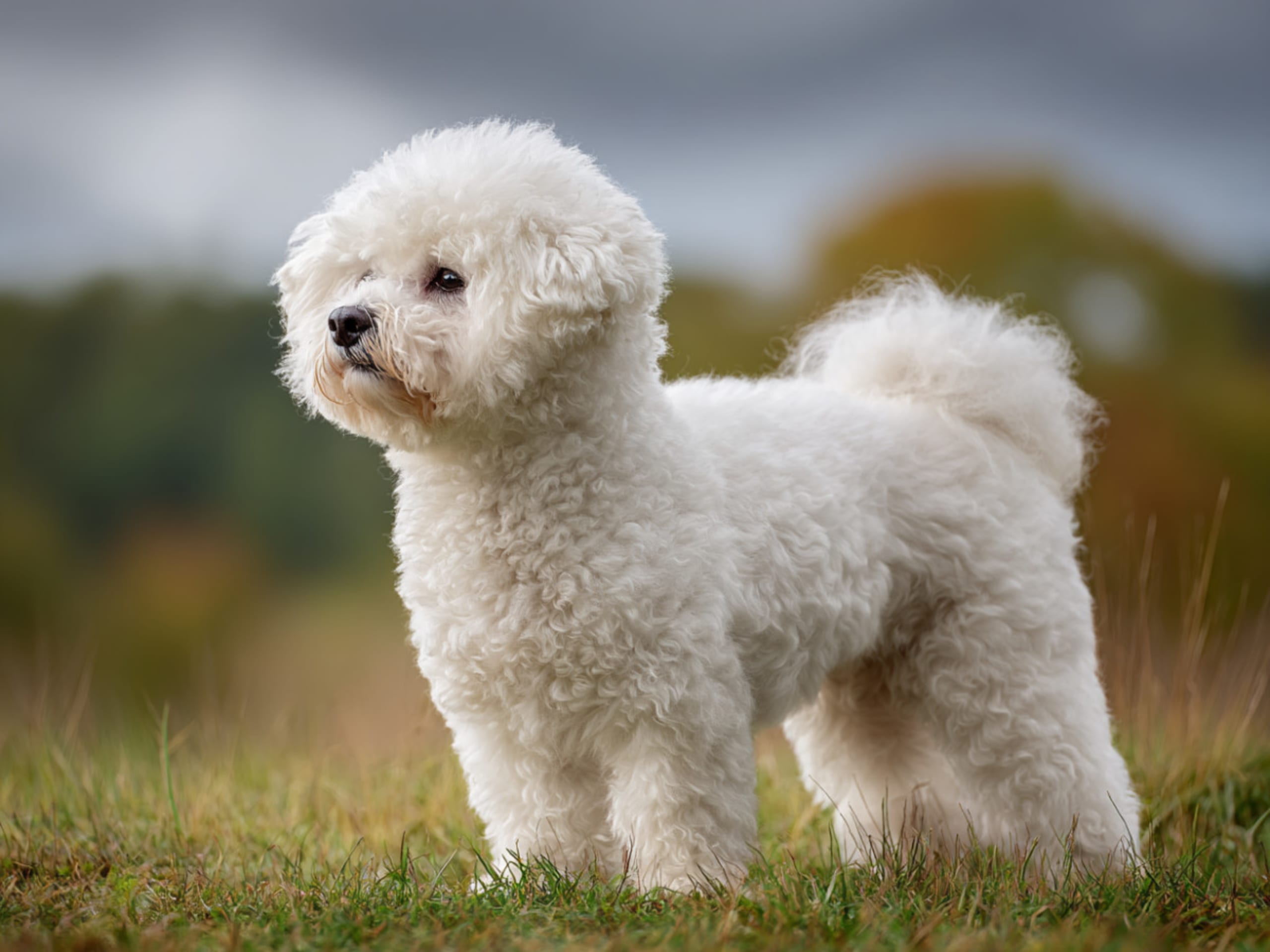 Bichon frisé - lille og børnevenlig selskabshund