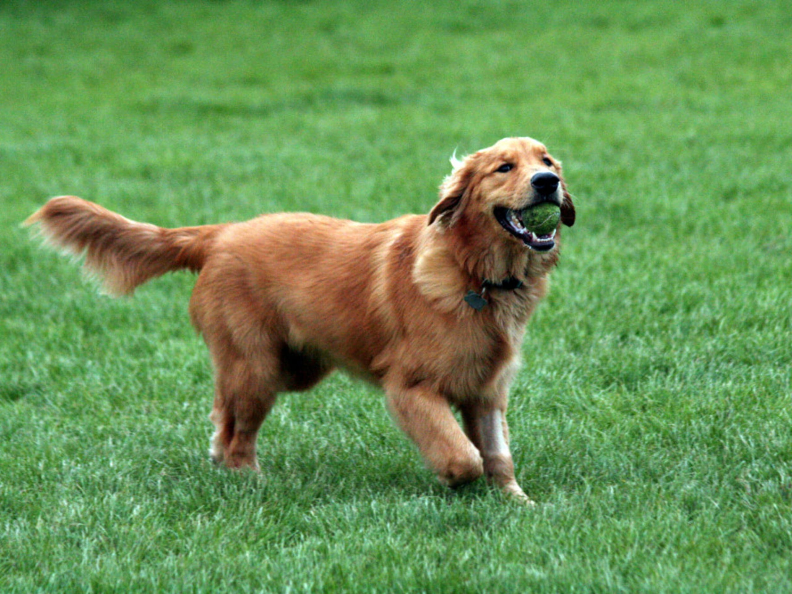 Golden retriever - en af de mest børnevenlige hunderacer