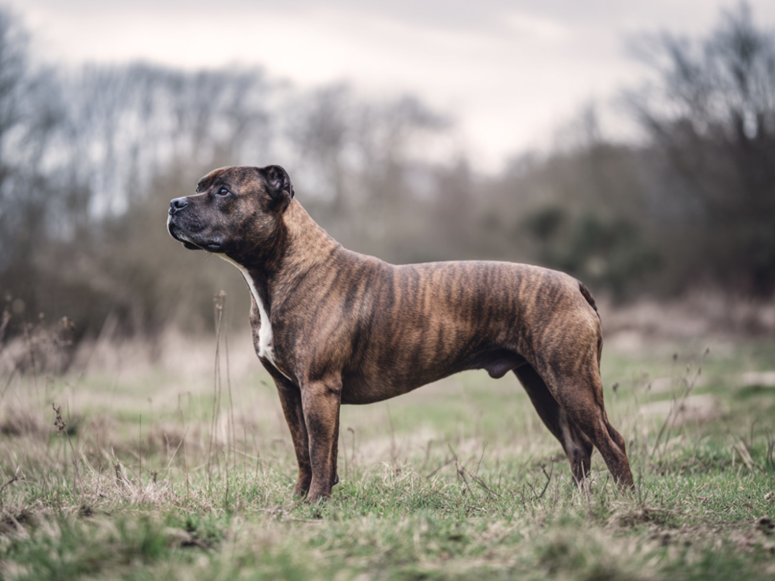Staffordshire bullterrier - loyal og tolerant med børn