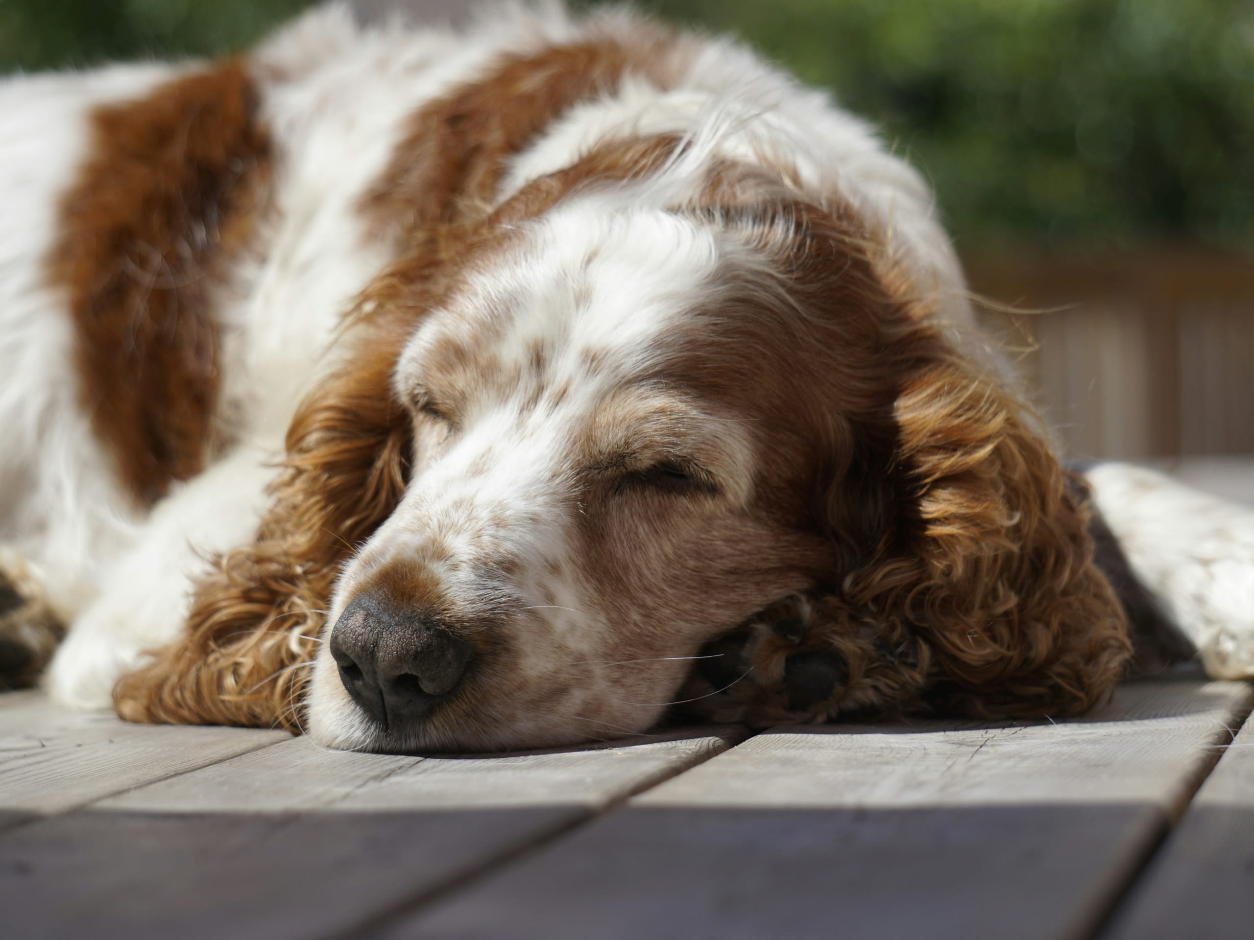 dog sleeping