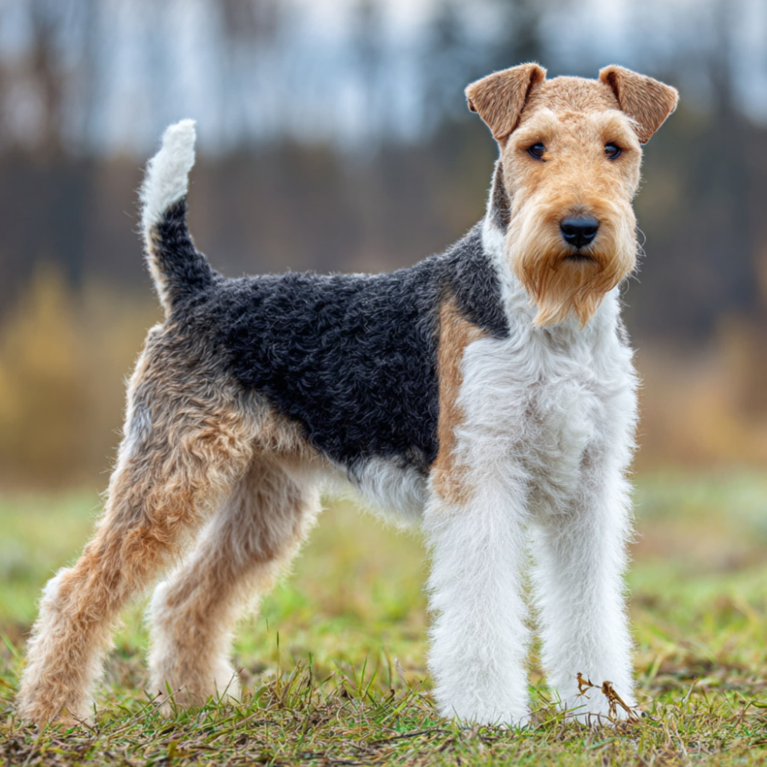 Strihåret foxterrier
