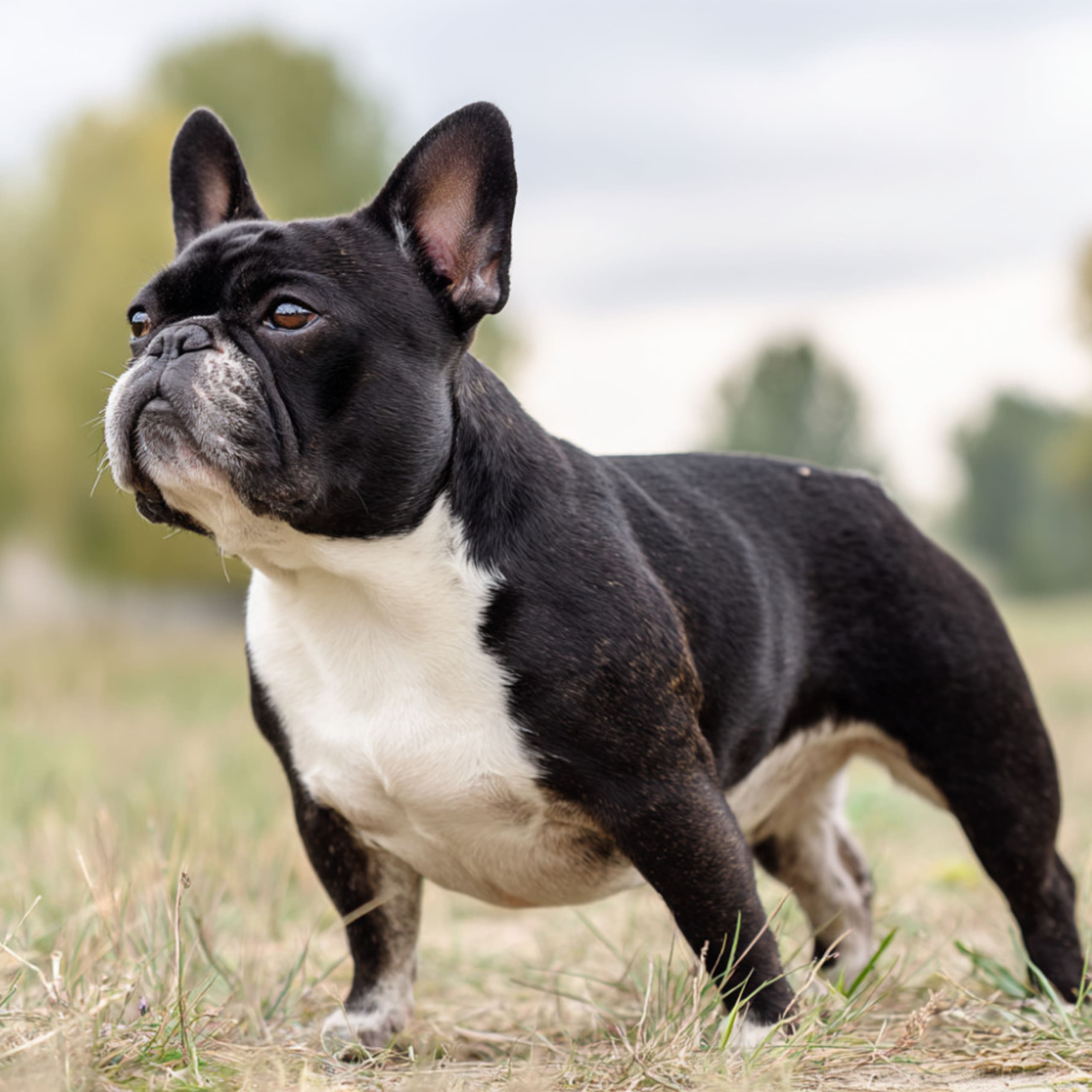 French Bulldog