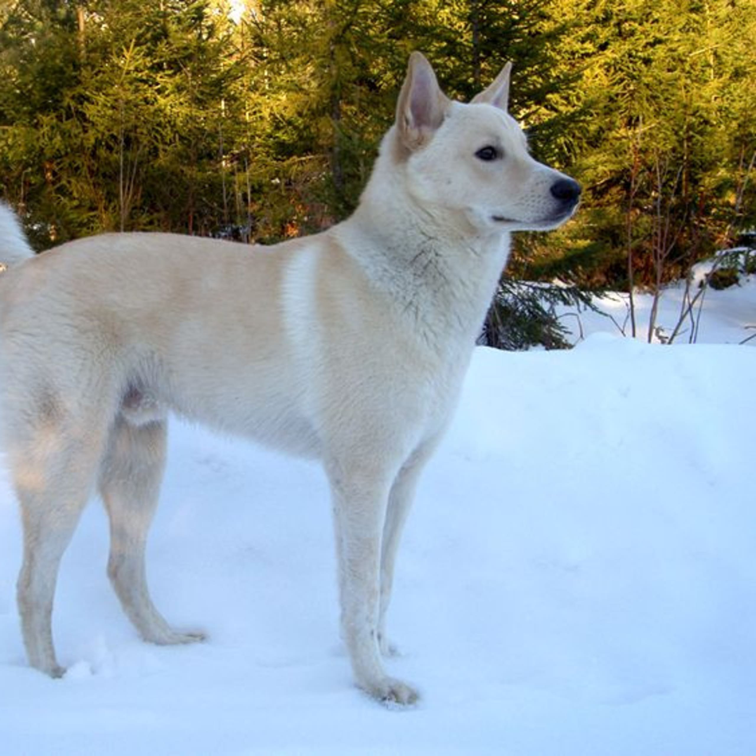 Kanaanhund