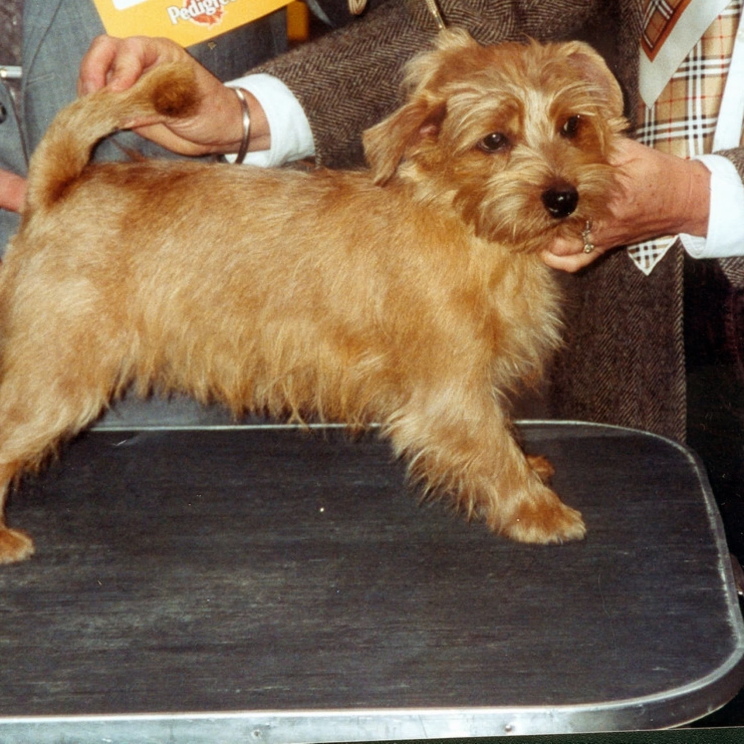 Norfolk terrier