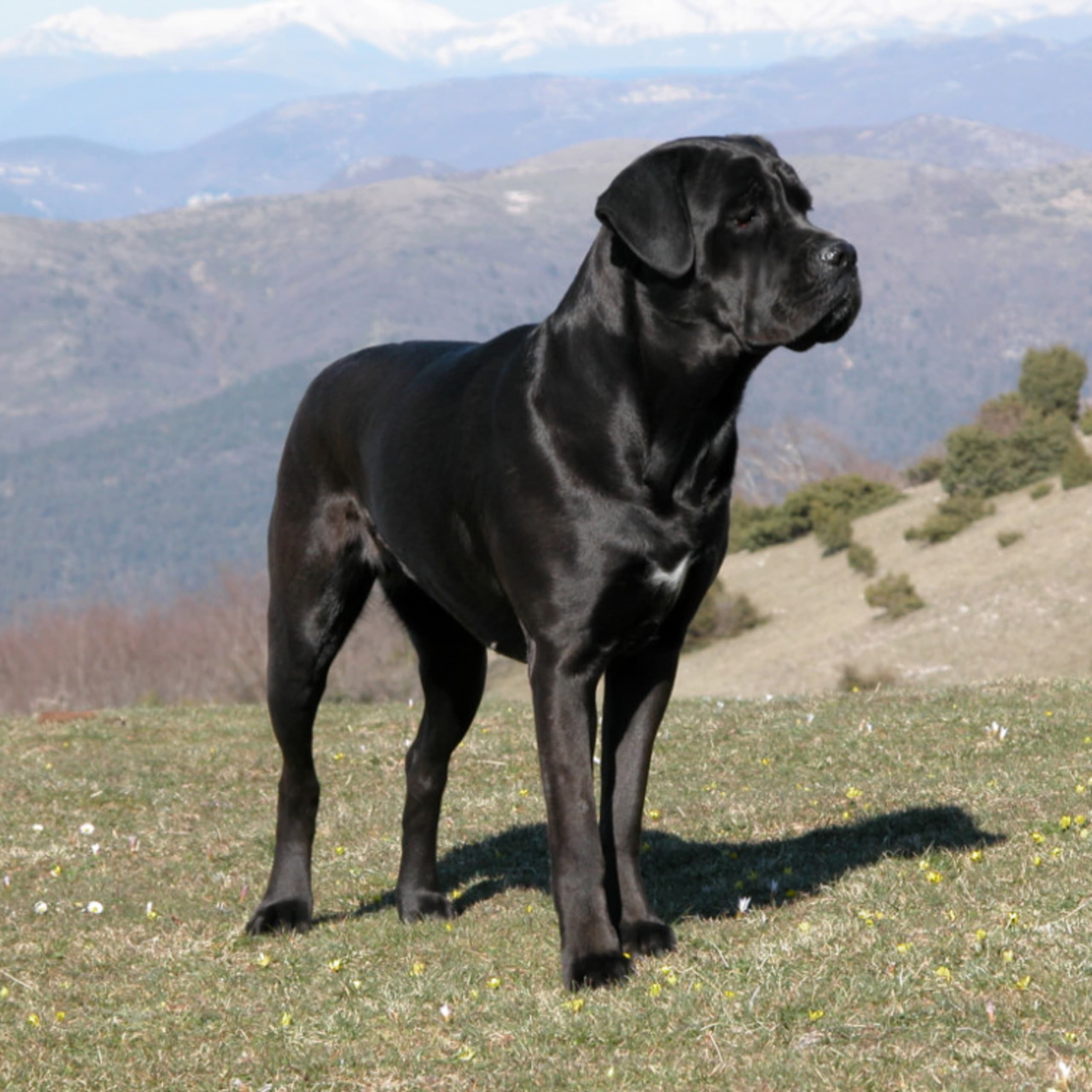 Cane corso
