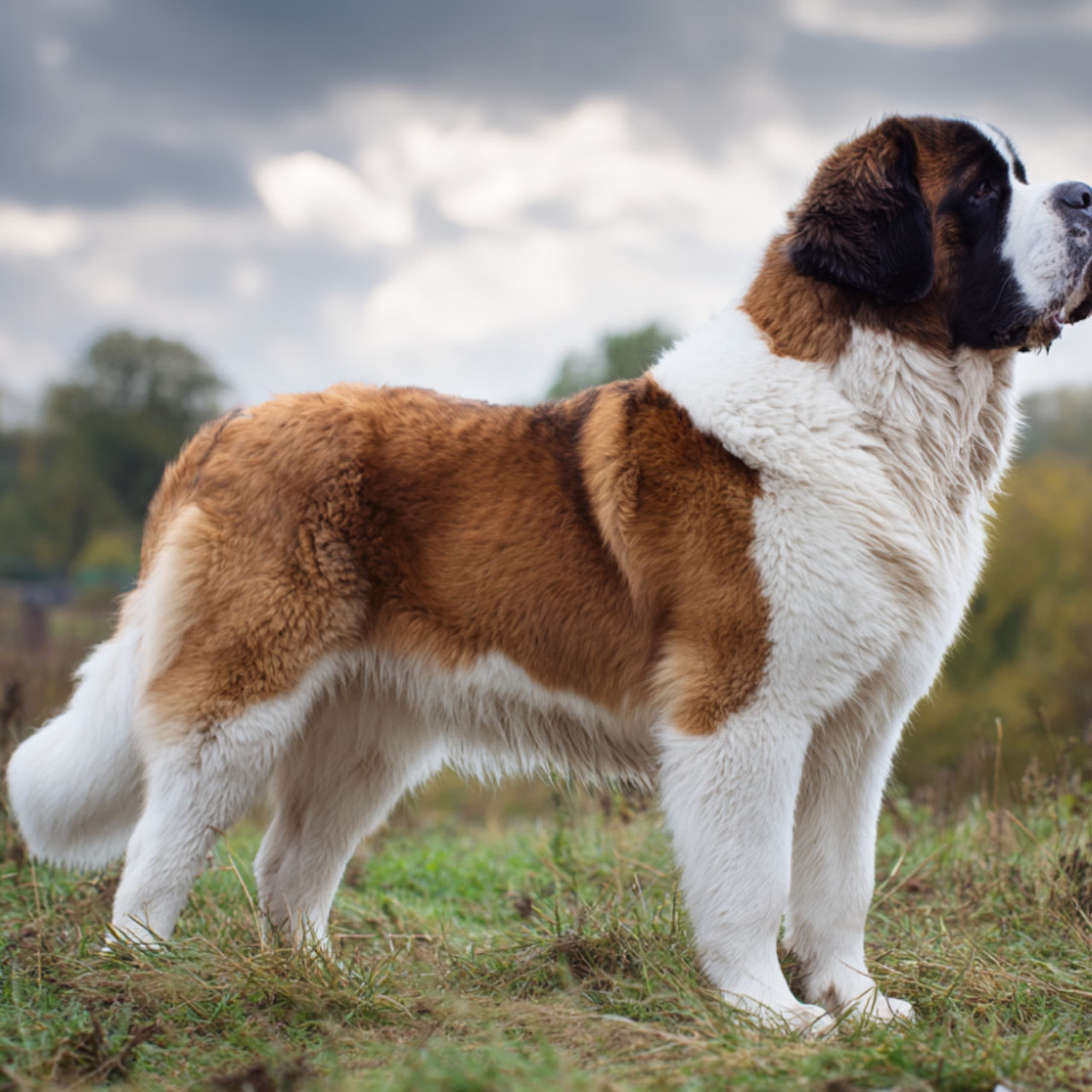 Saint Bernard
