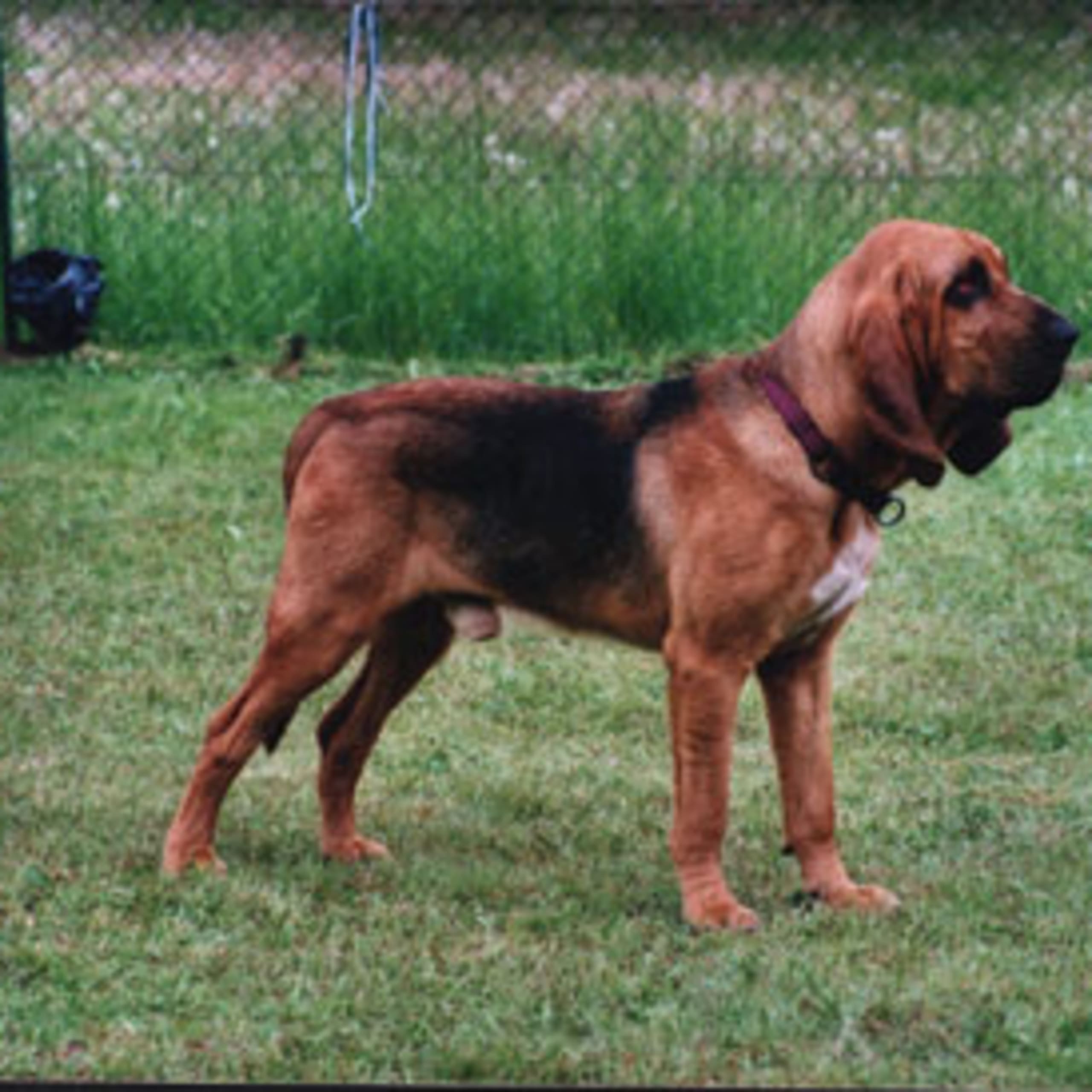 Blodhound