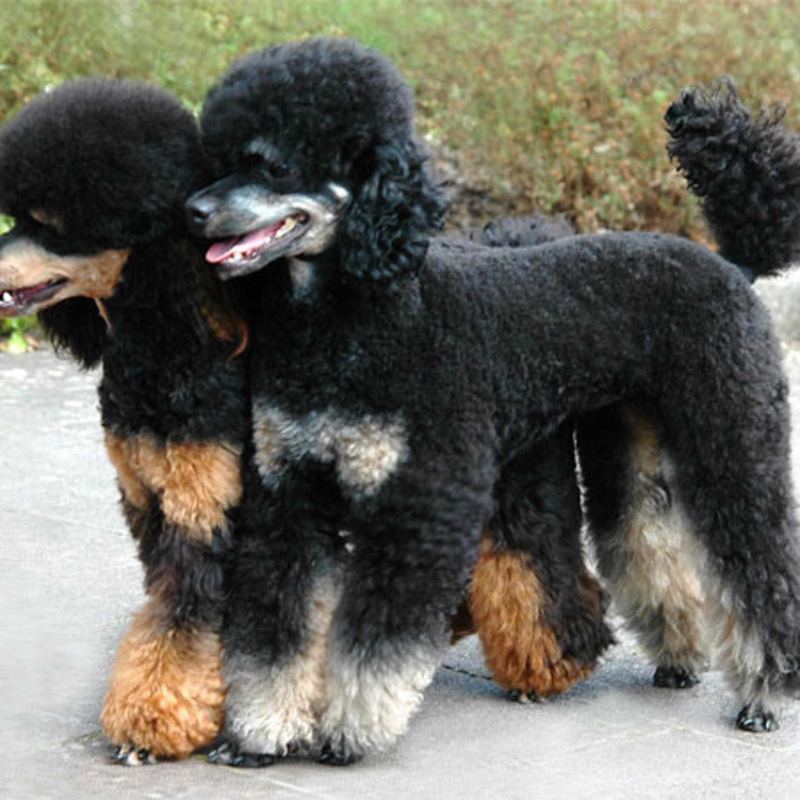 Toy puddel