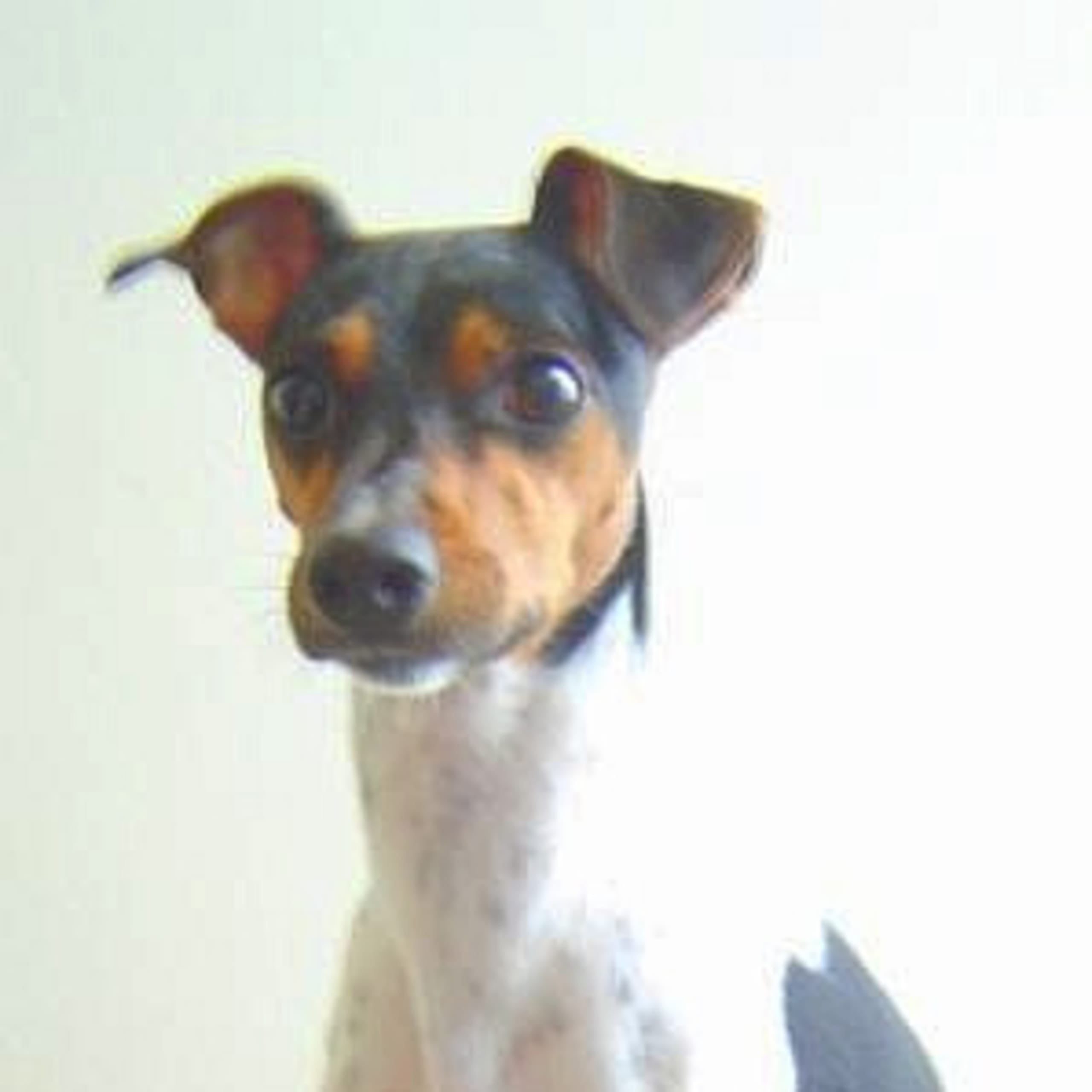 Terrier brasileiro