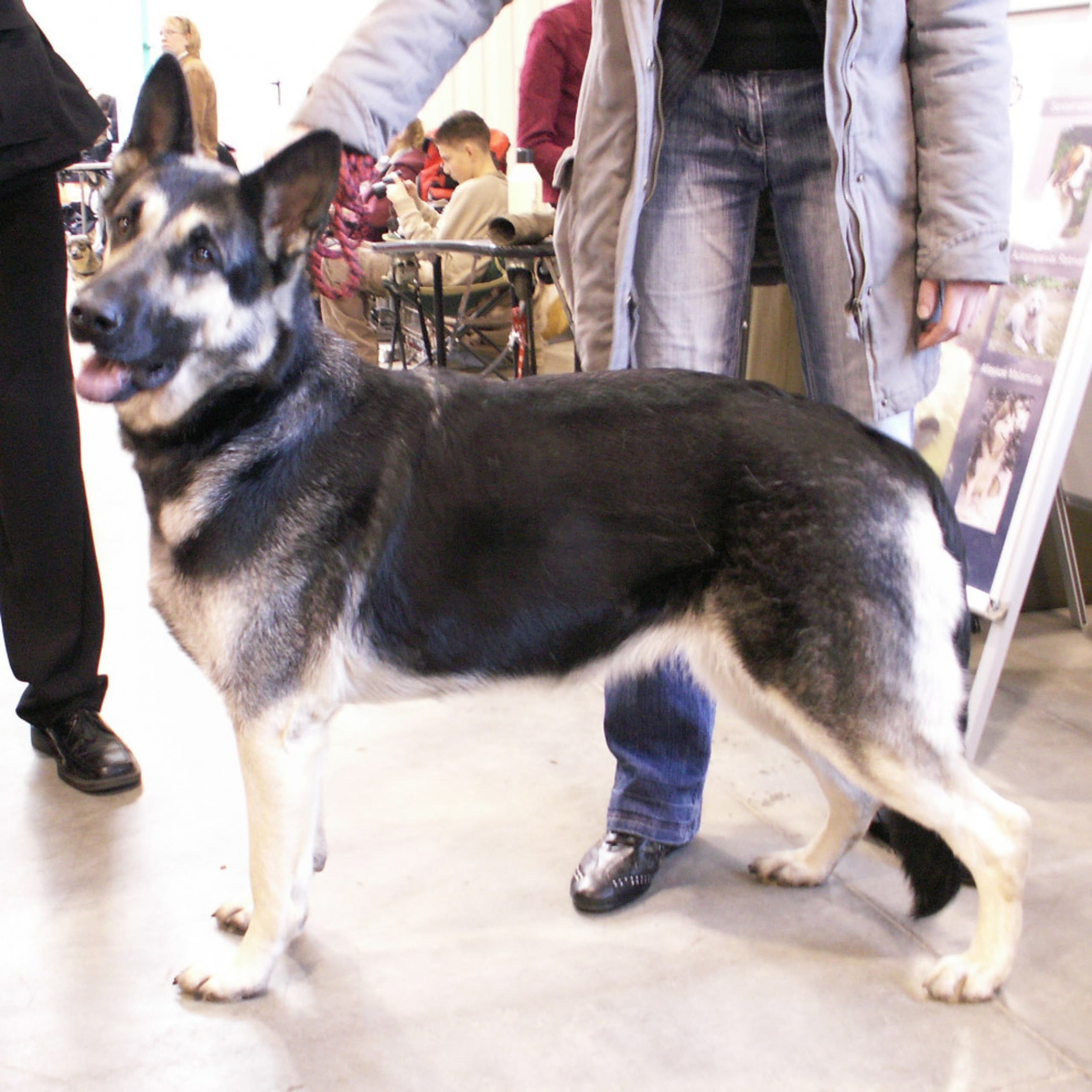Østeuropæisk hyrdehund