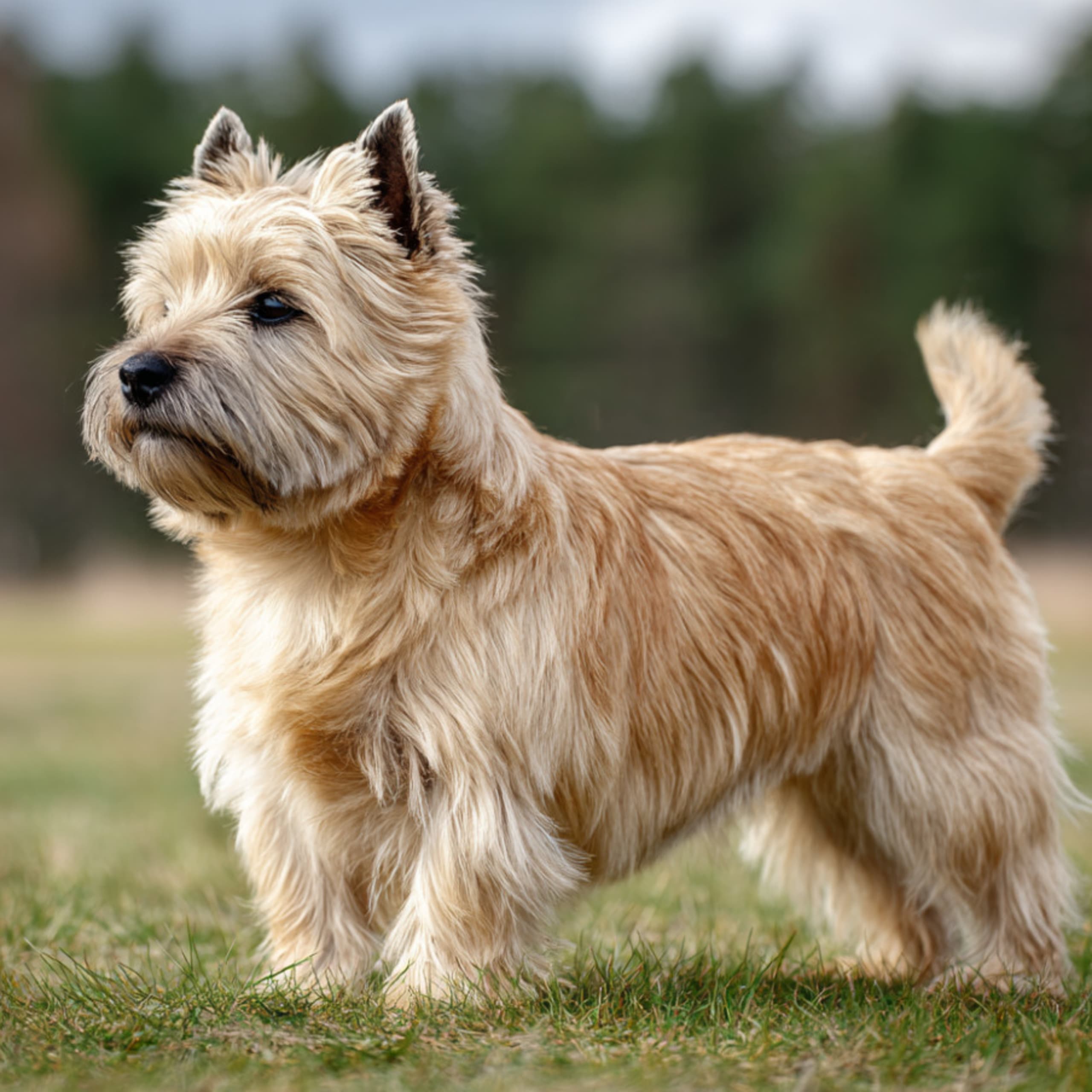 Cairn terrier