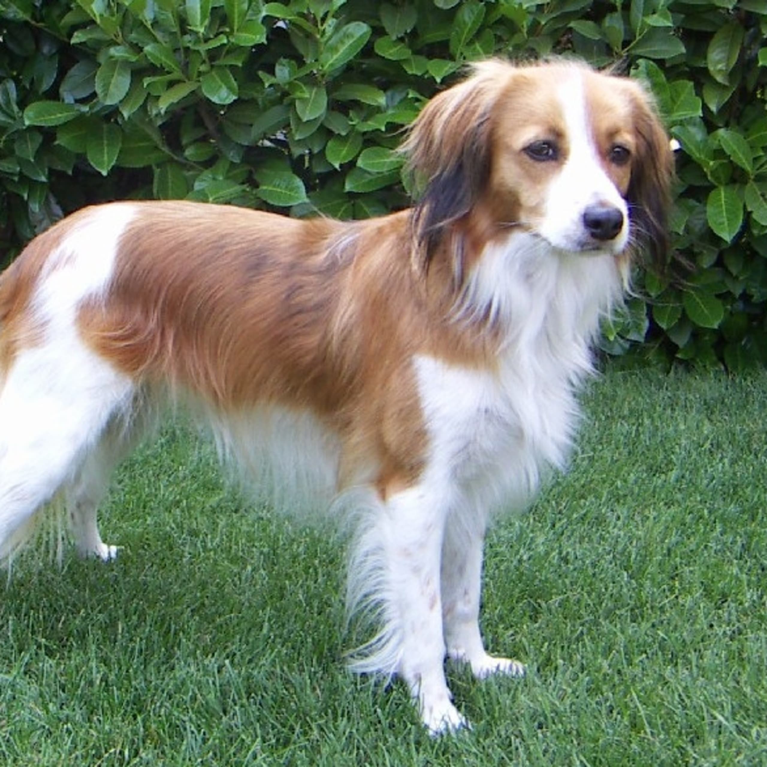 Dutch Kooikerhondje