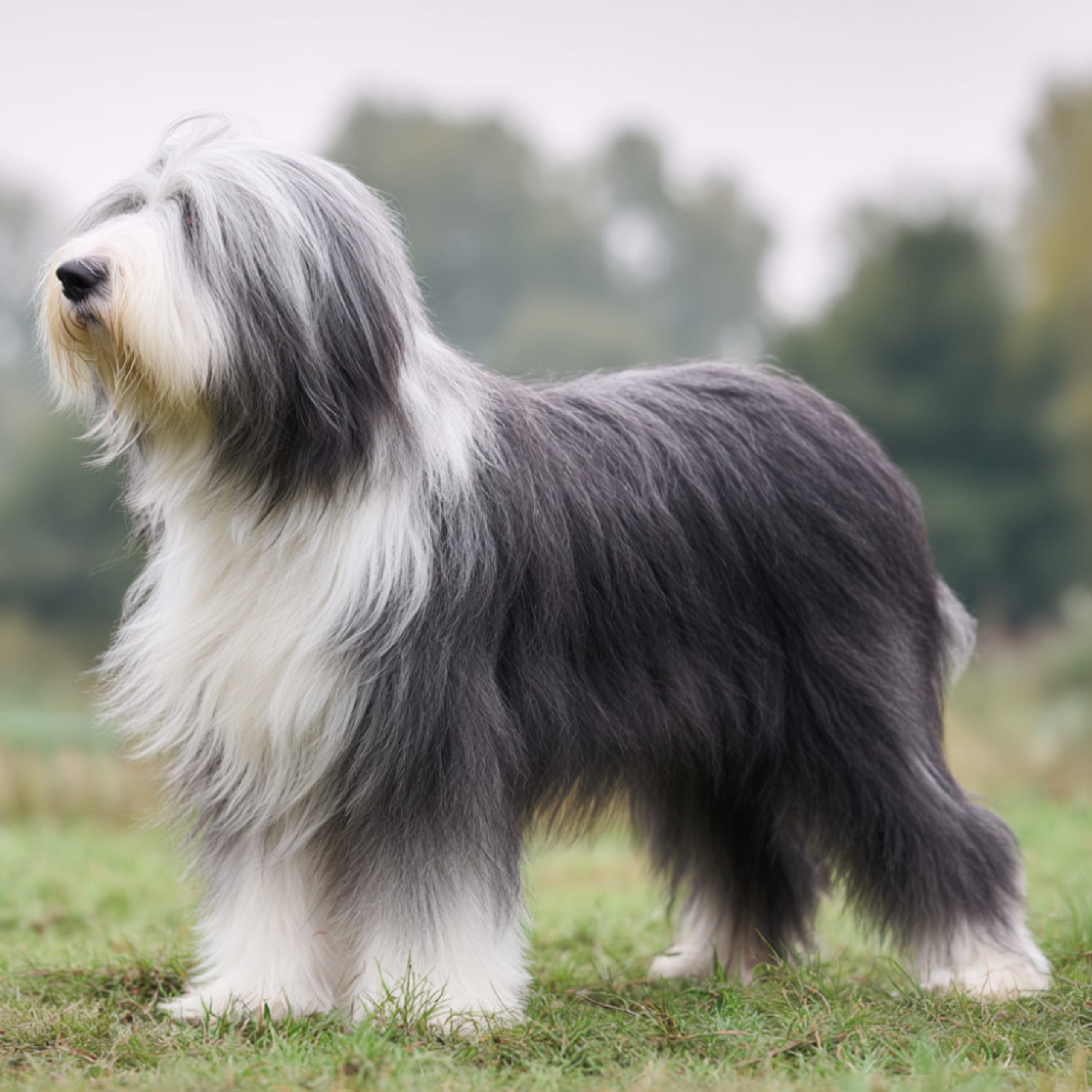 Bearded collie