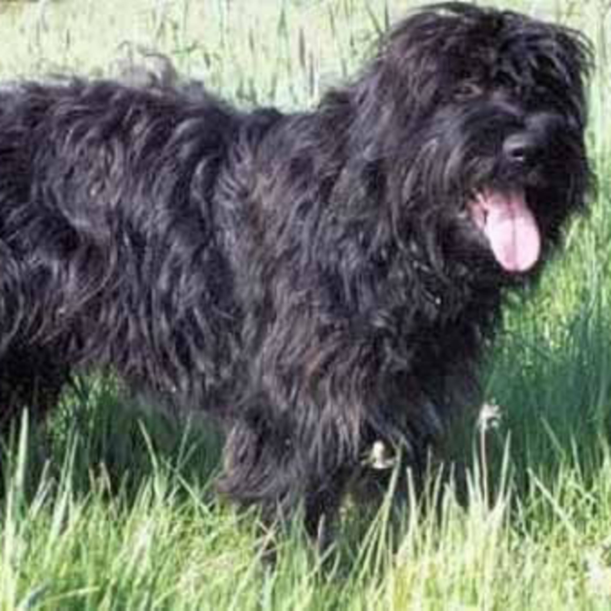 Cão da Serra de Aires