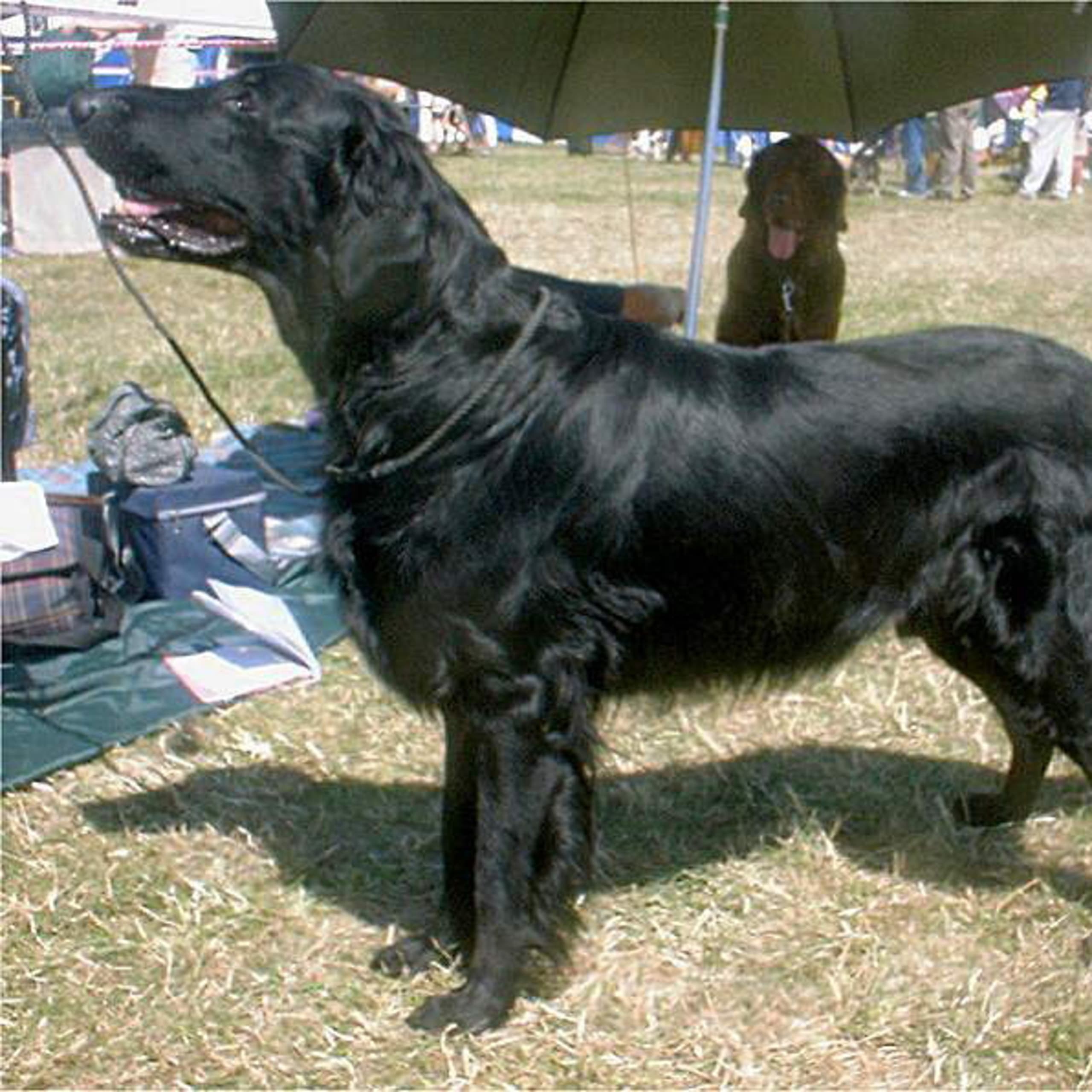 Flatcoated retriever