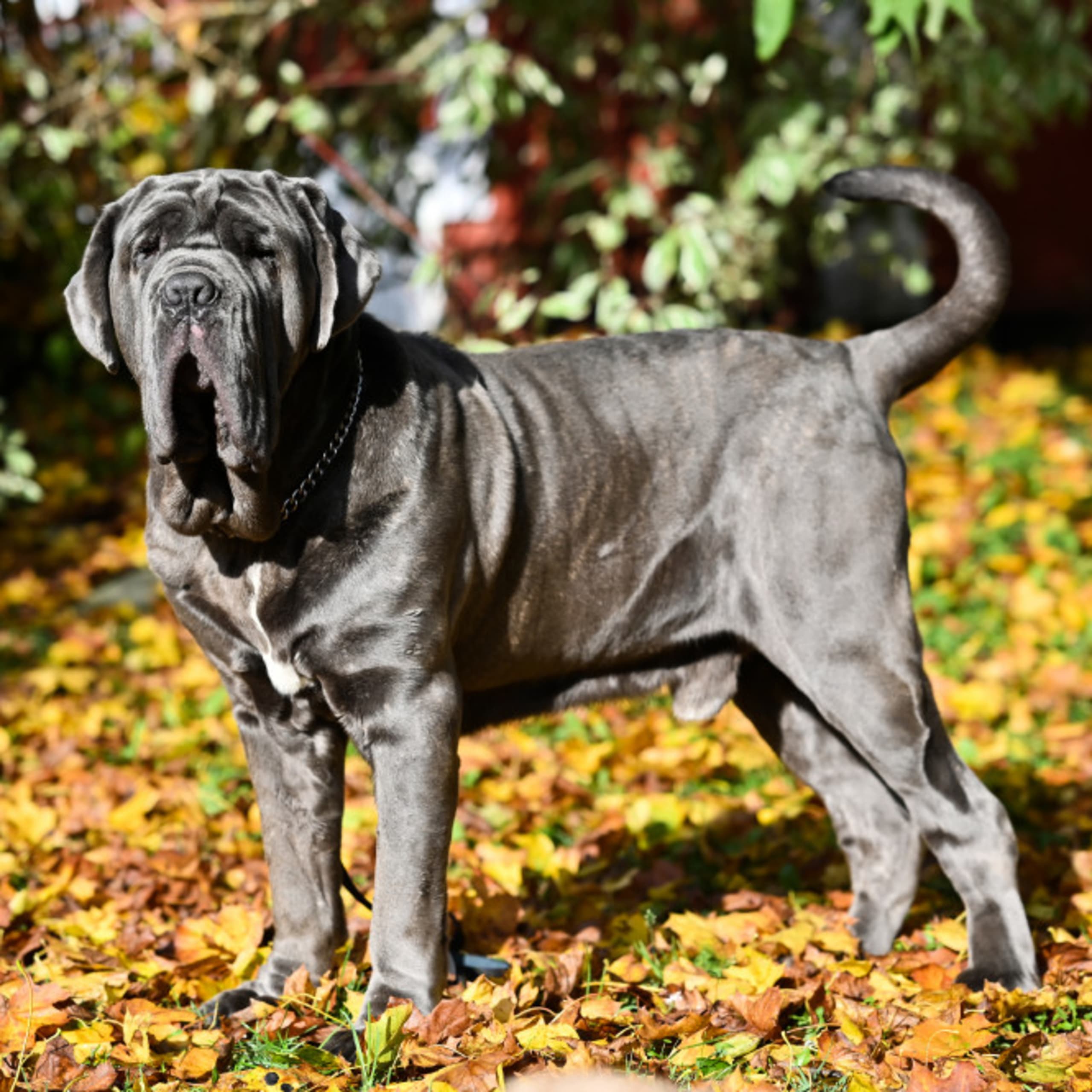 Neapolitan Mastiff