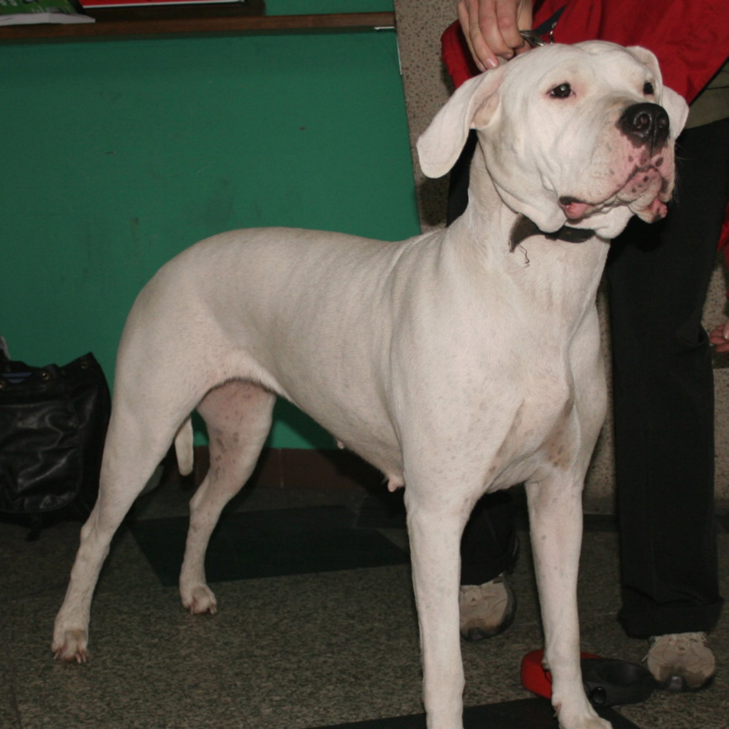 Dogo argentino