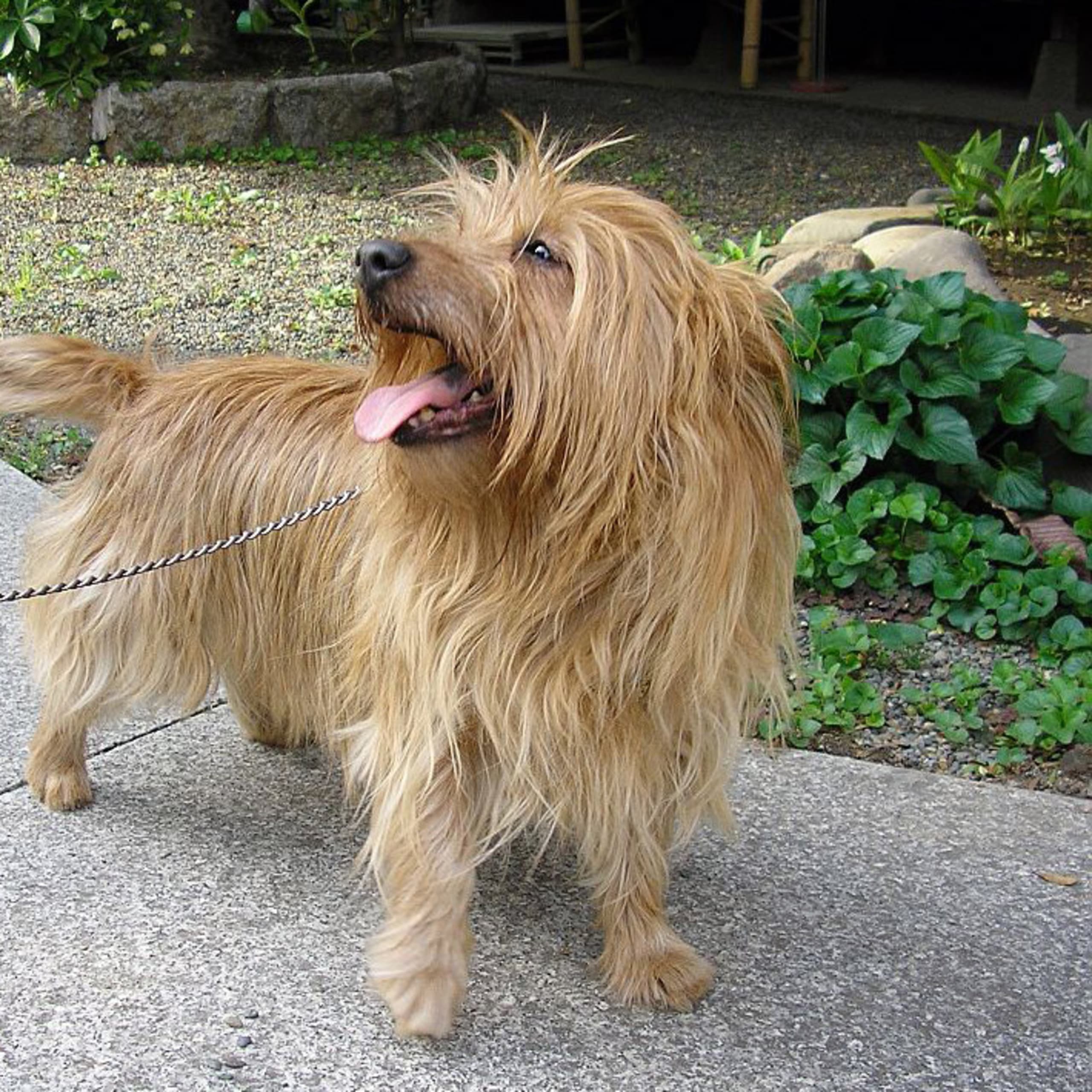 Australsk terrier
