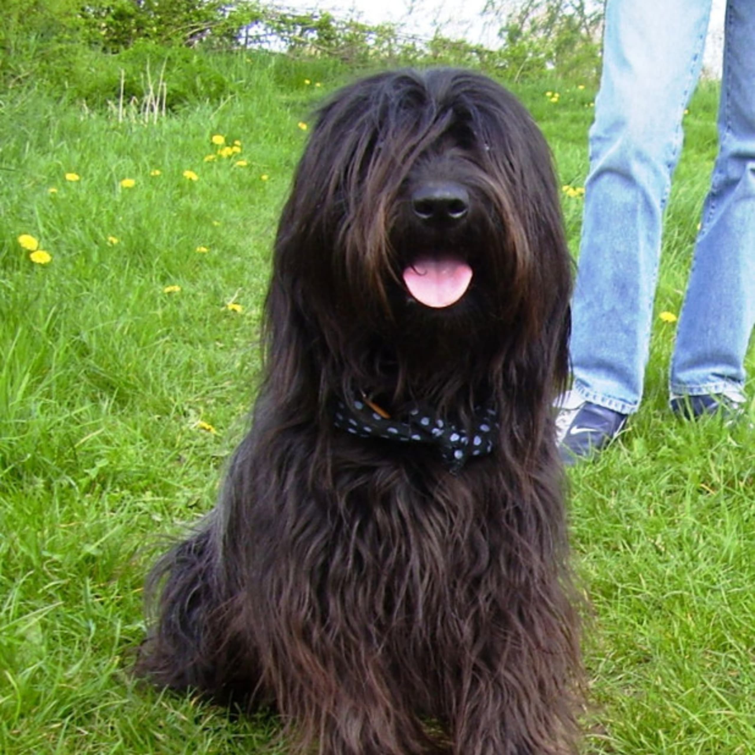 Catalan Sheepdog (Gos d’atura català)