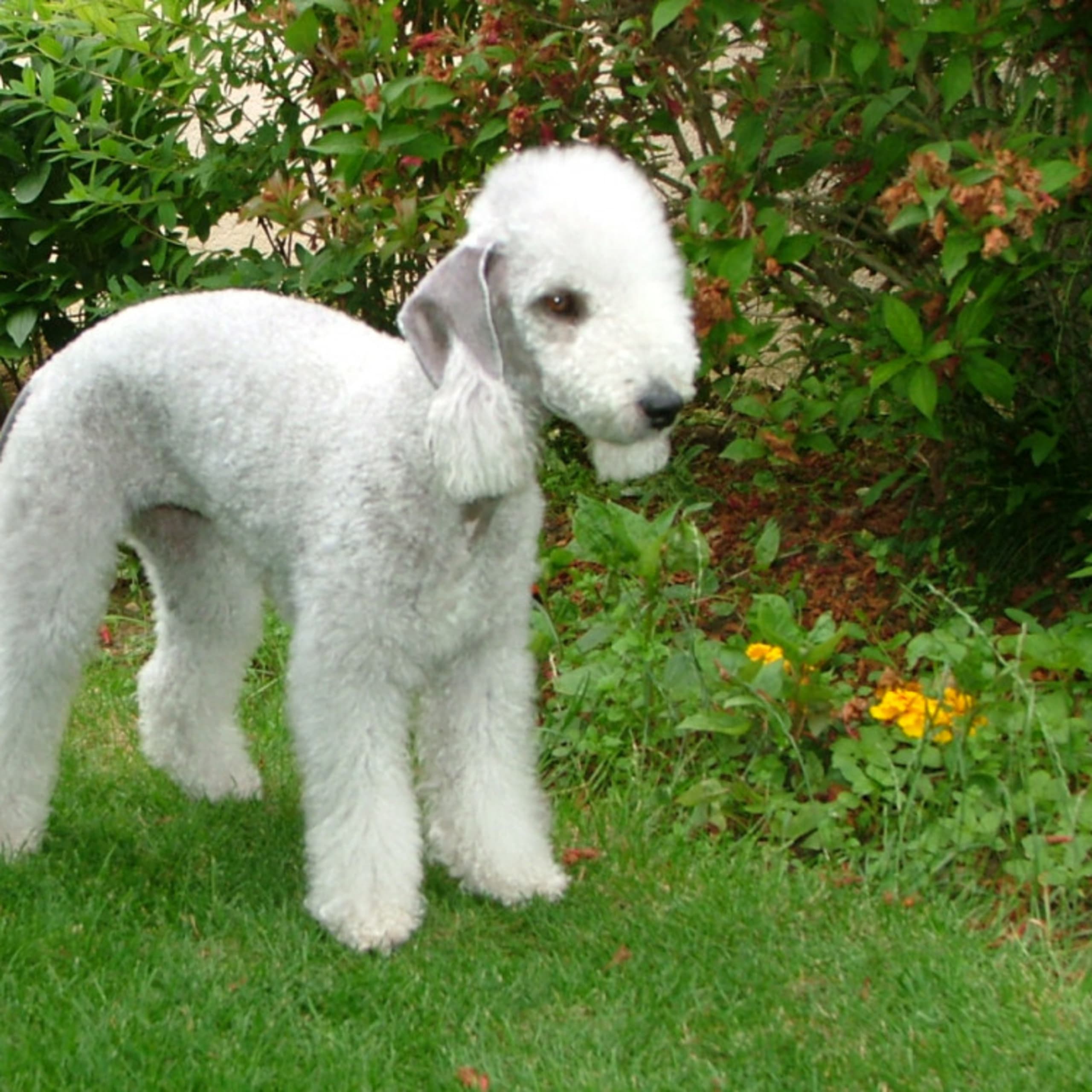Bedlington Terrier