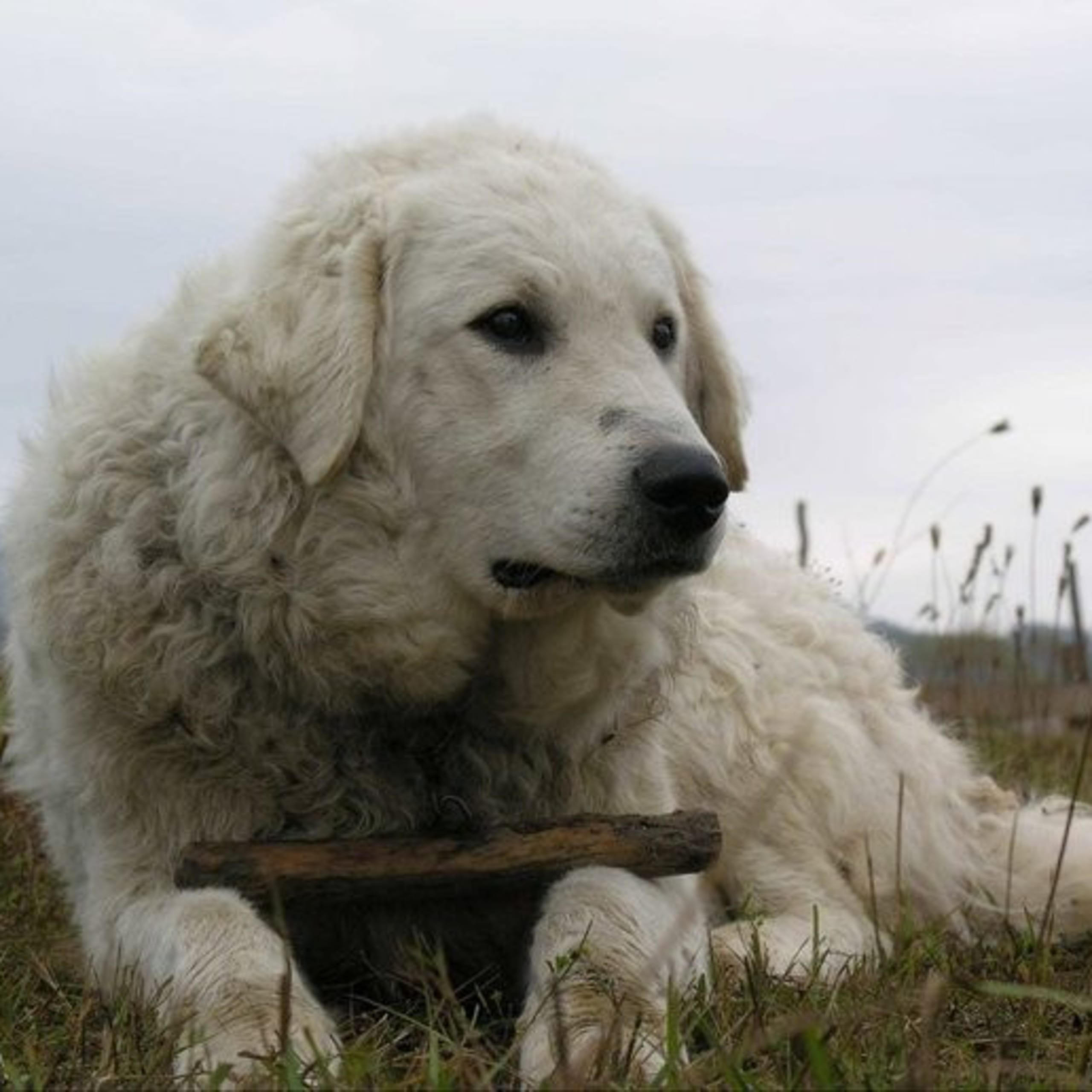 Kuvasz