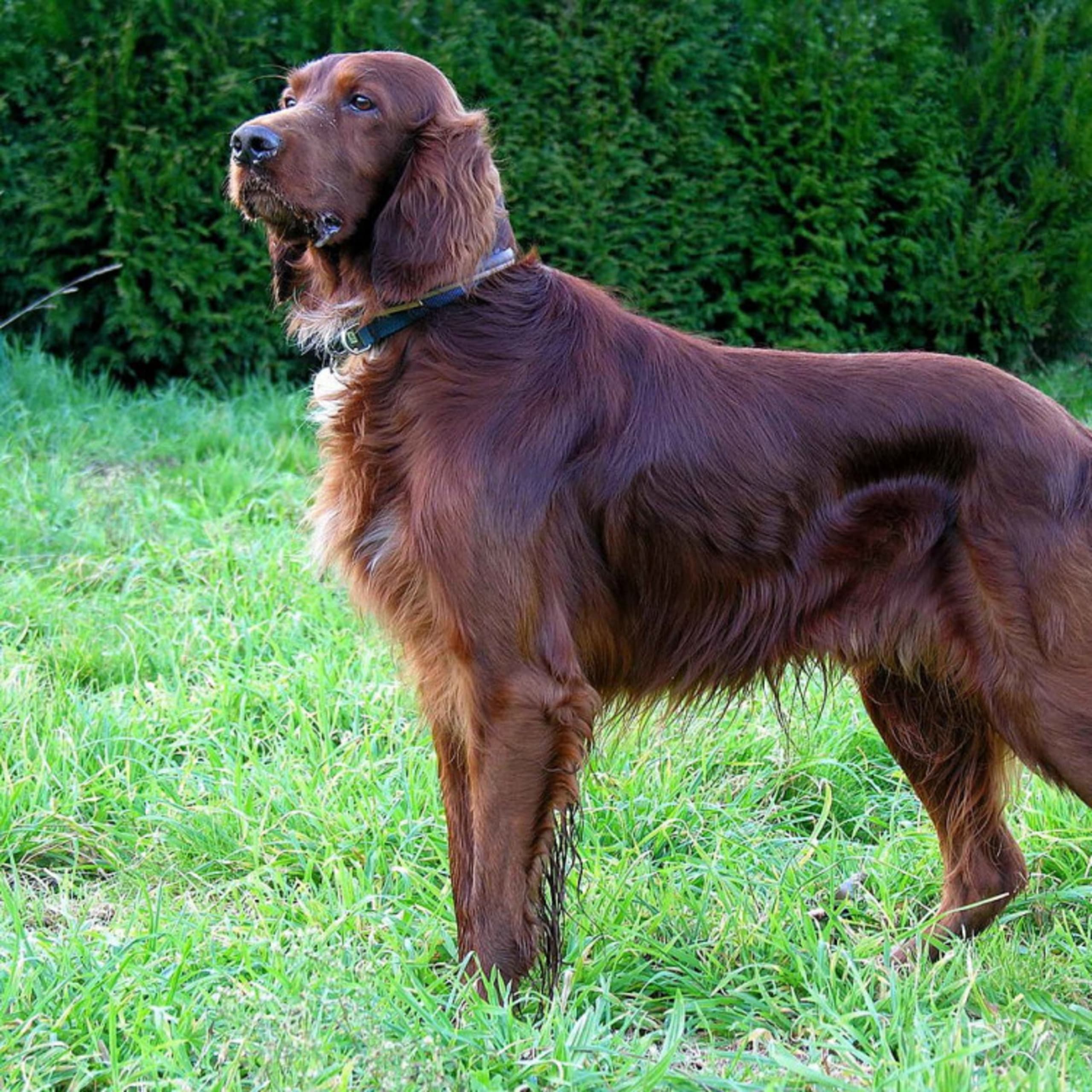 Irsk setter