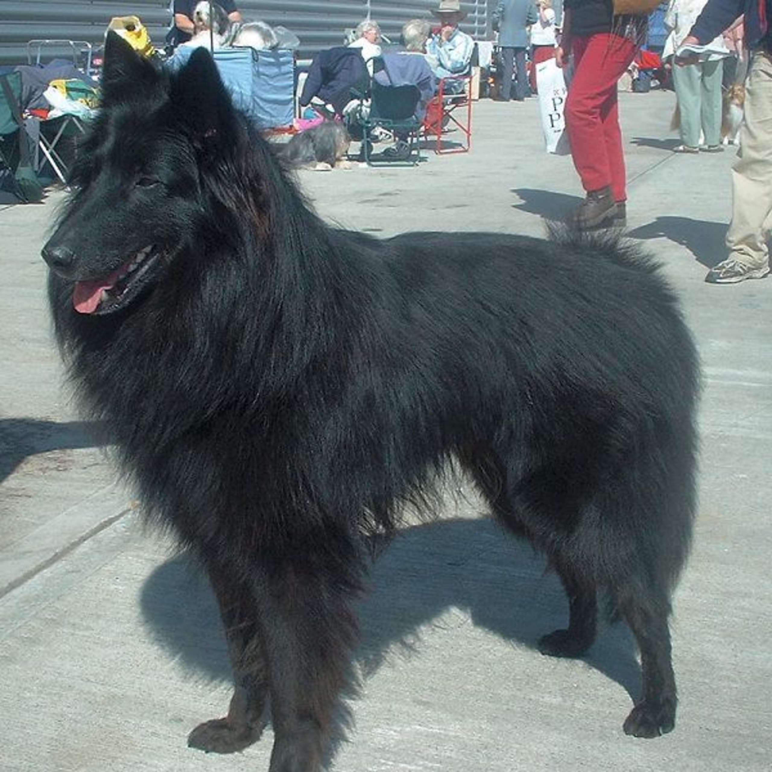 Belgian Shepherd Groenendael