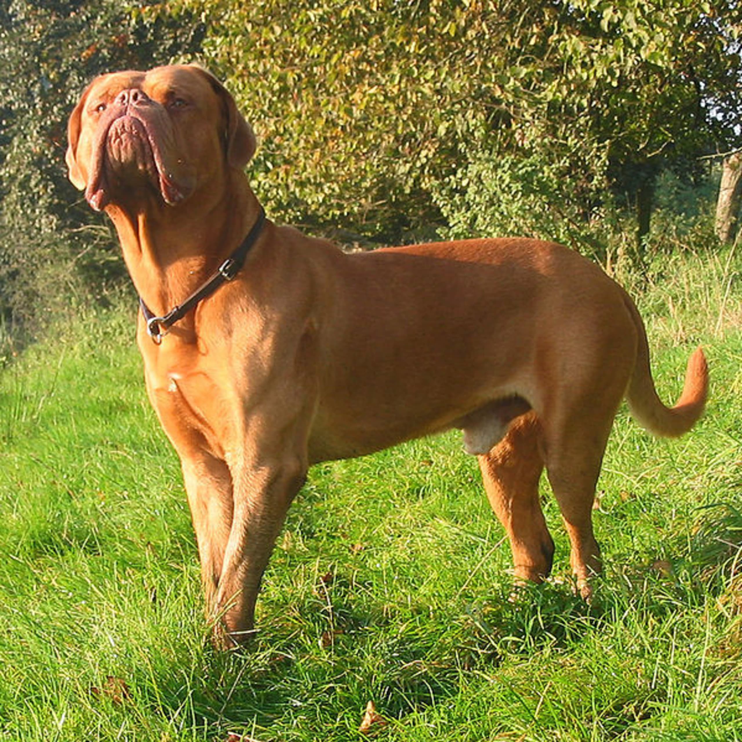 Dogue de bordeaux
