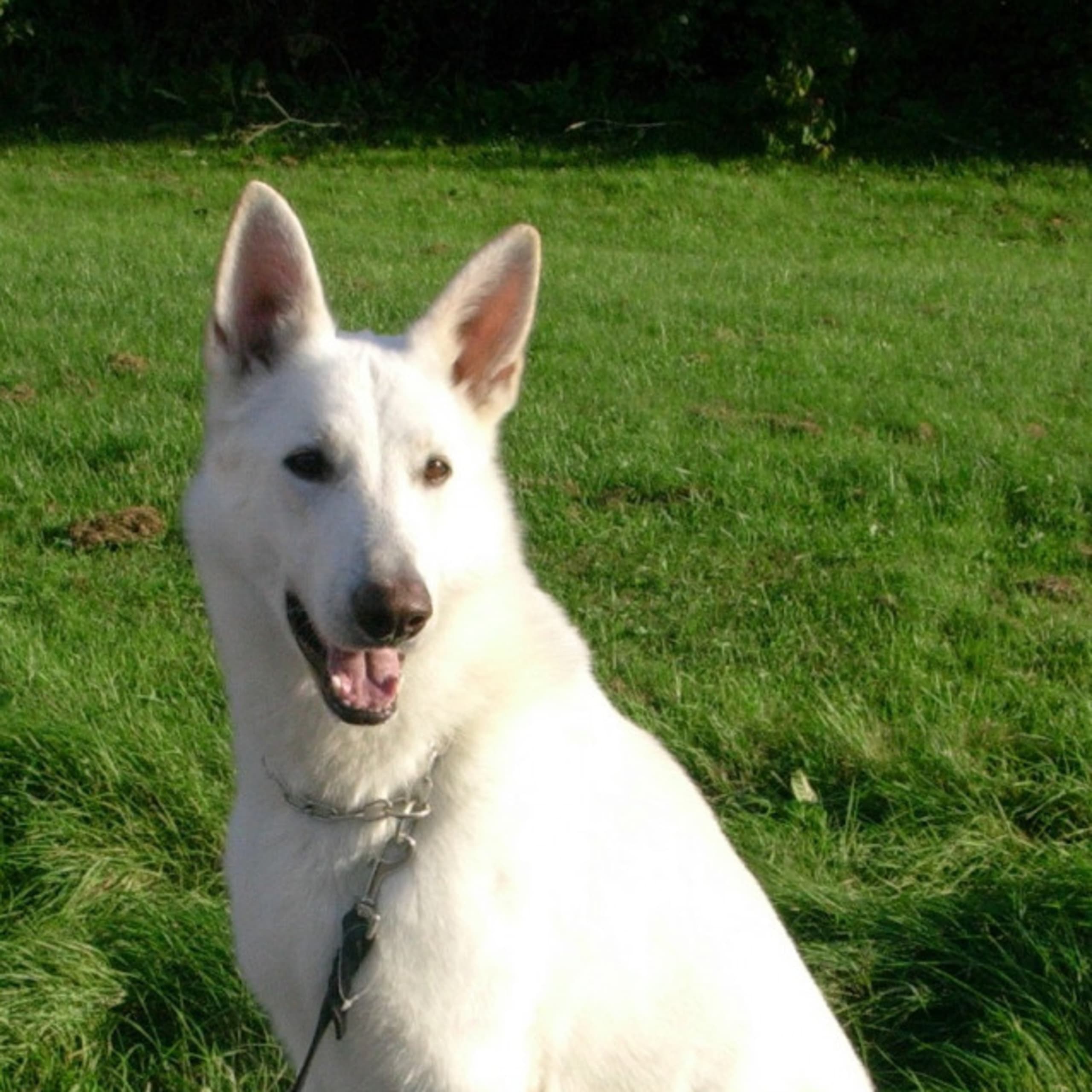 Vit herdehund