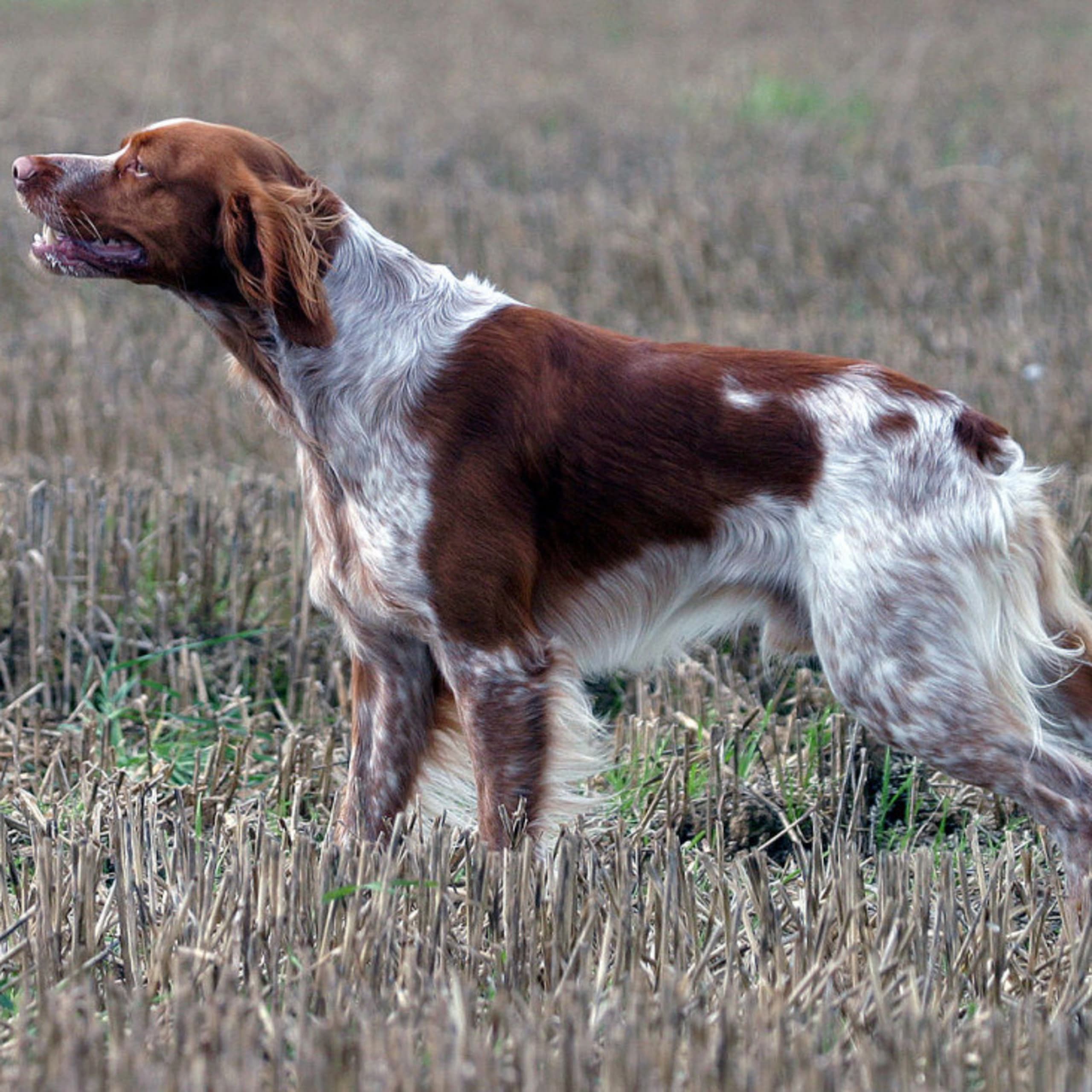 Breton