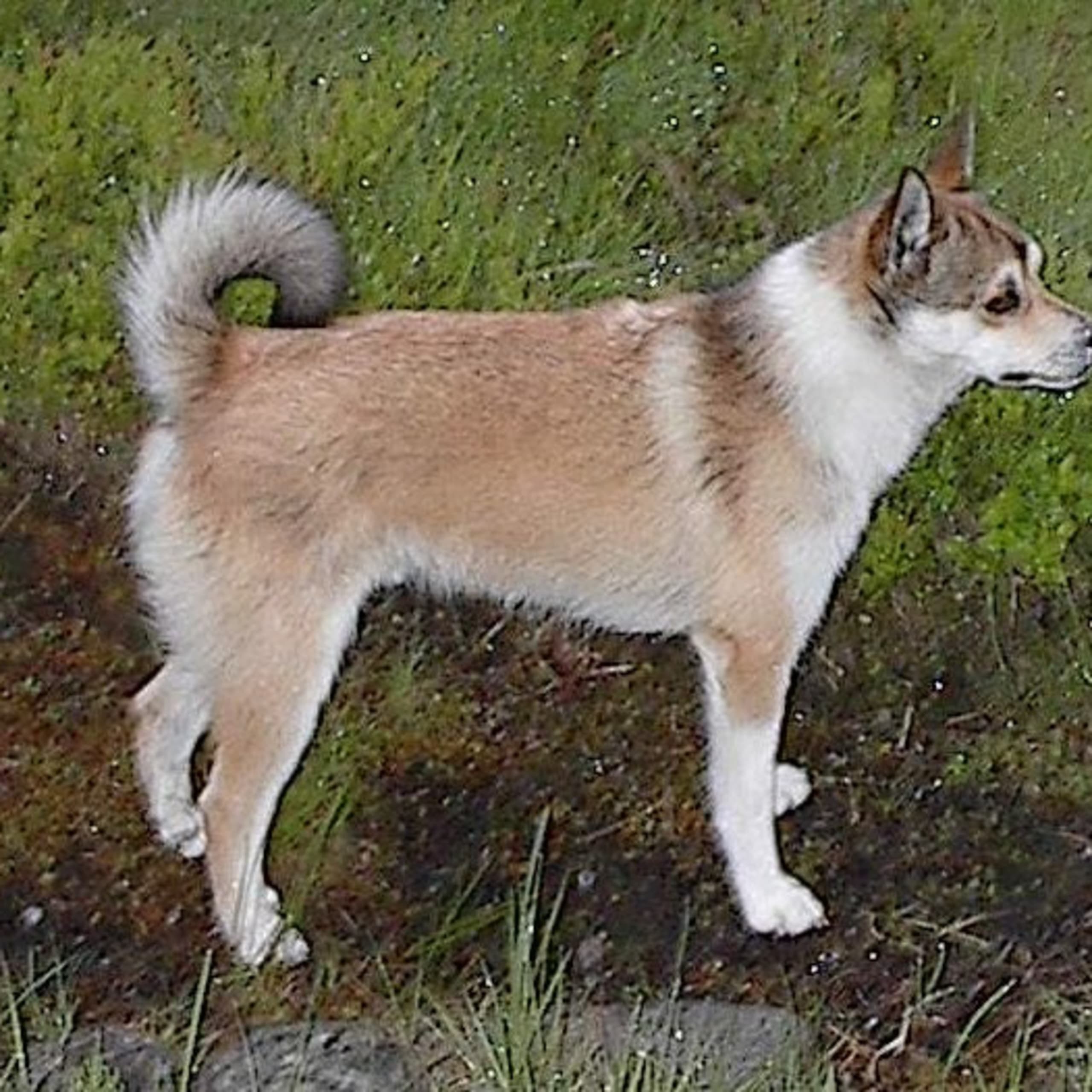 Norsk lundehund