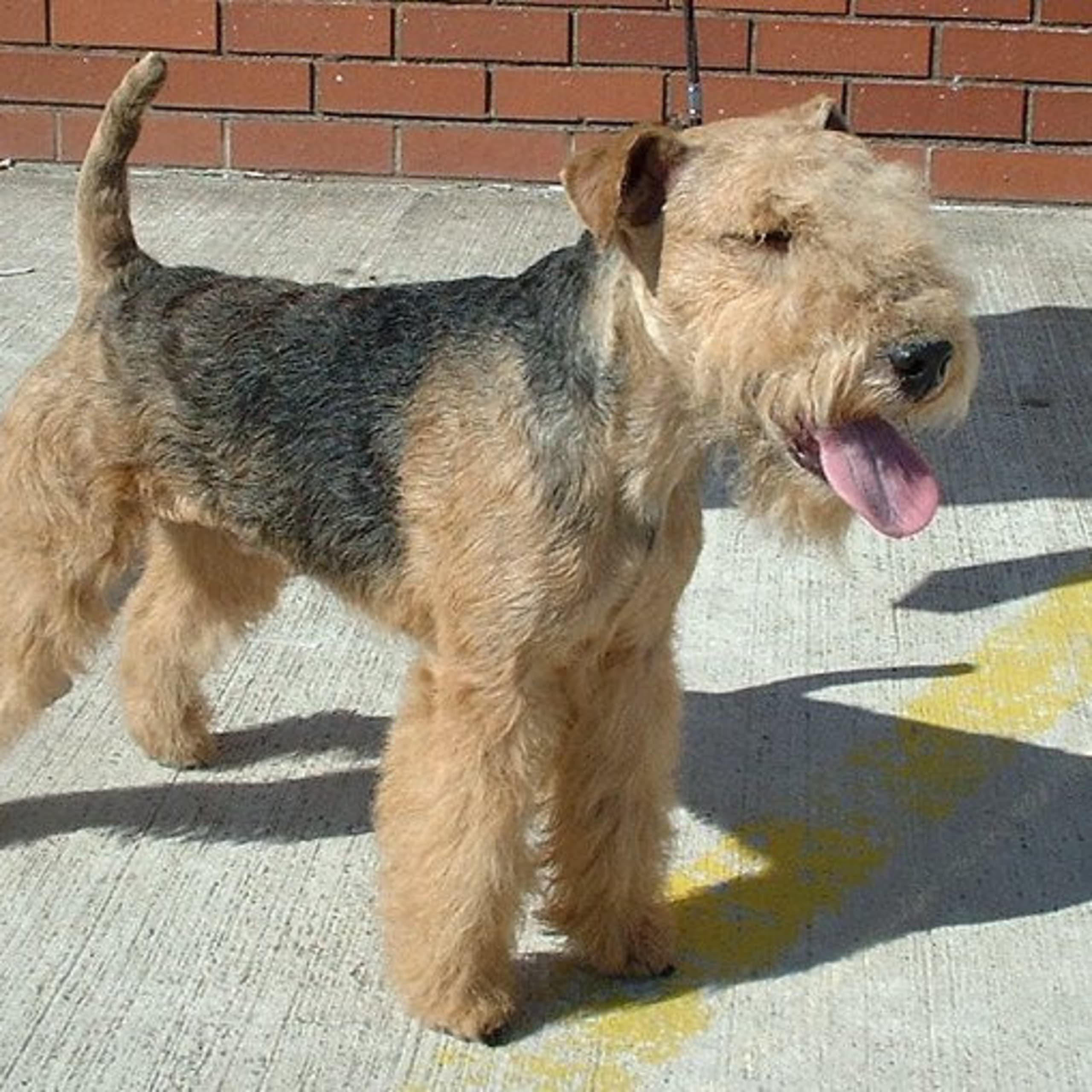 Lakeland Terrier