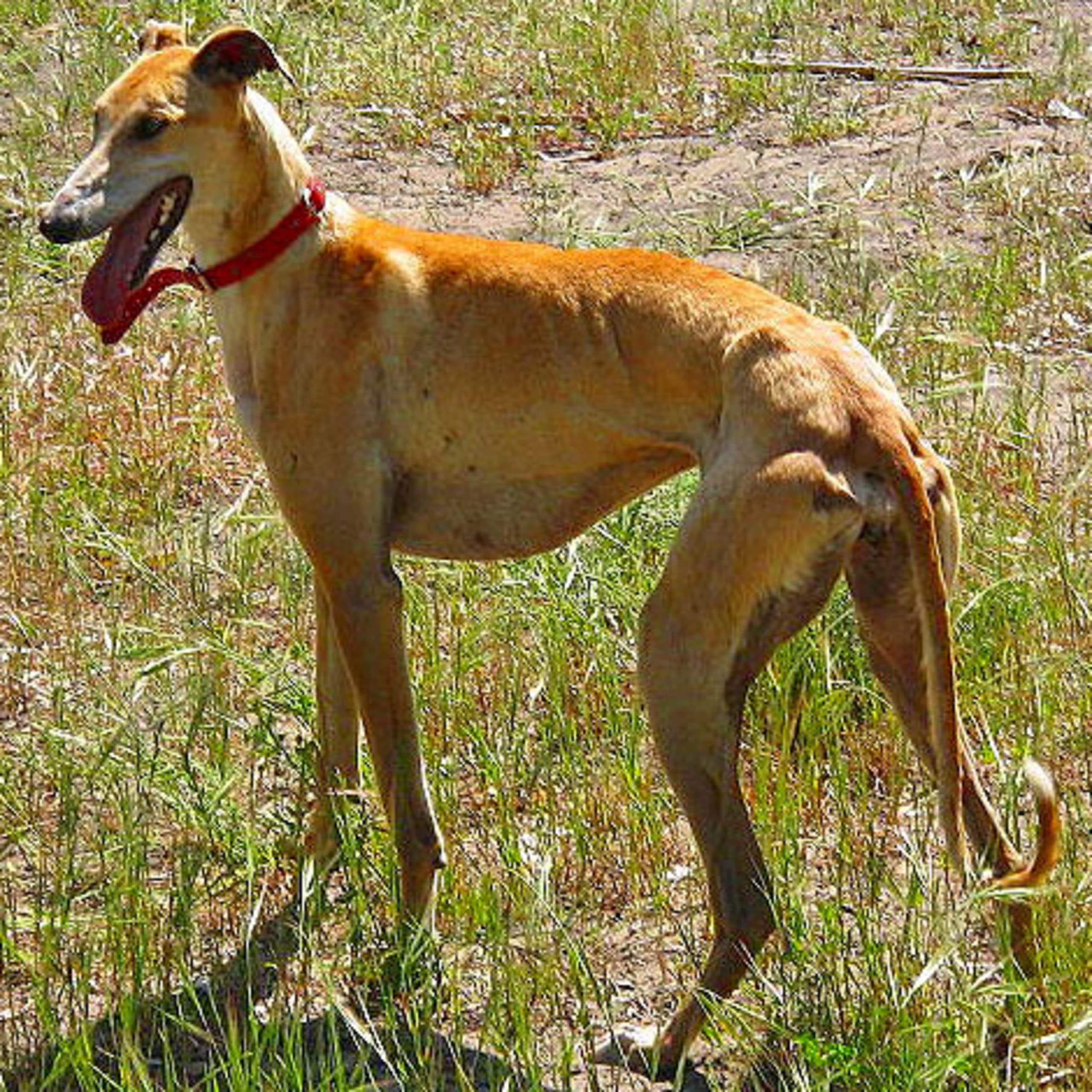 Galgo espanol