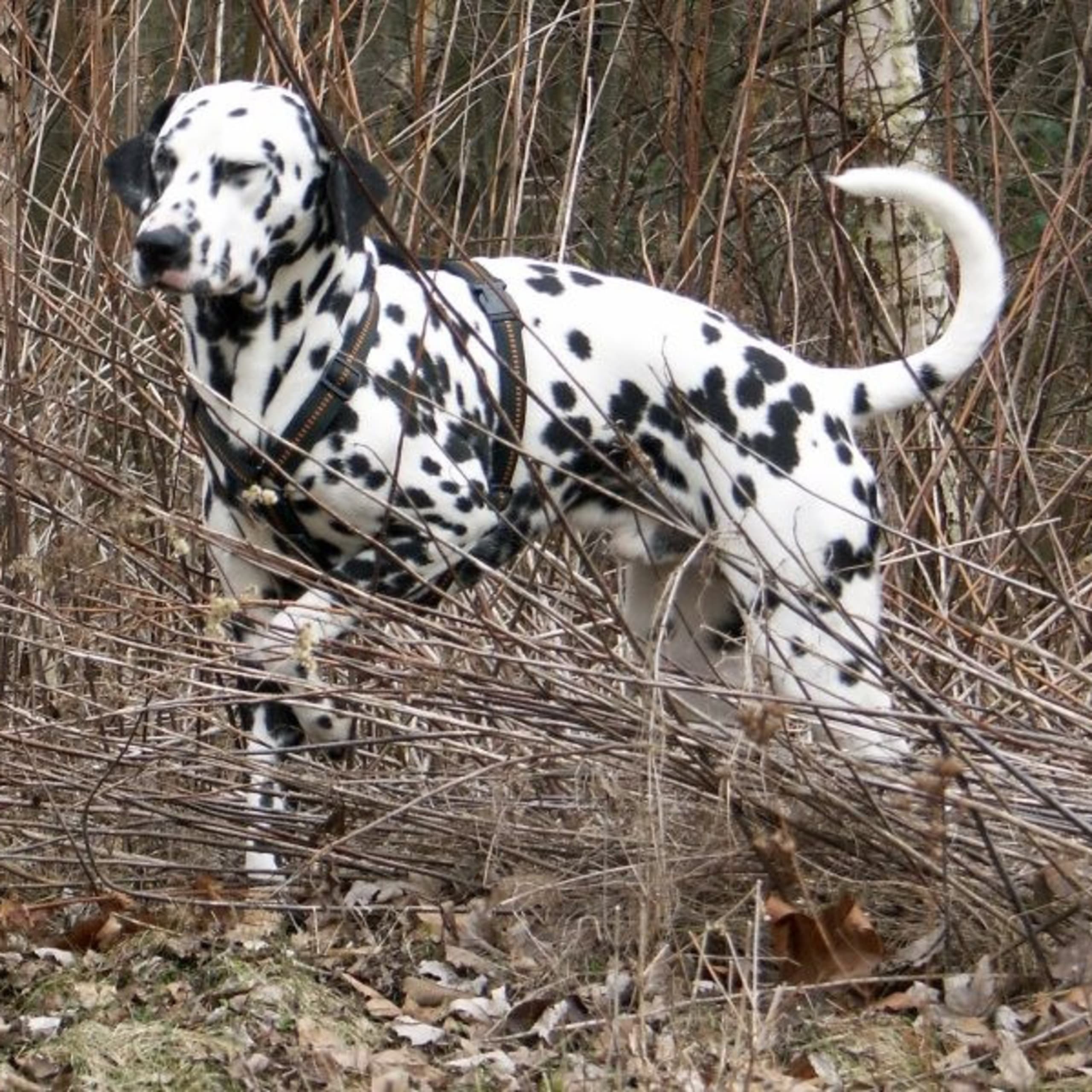 Dalmatian