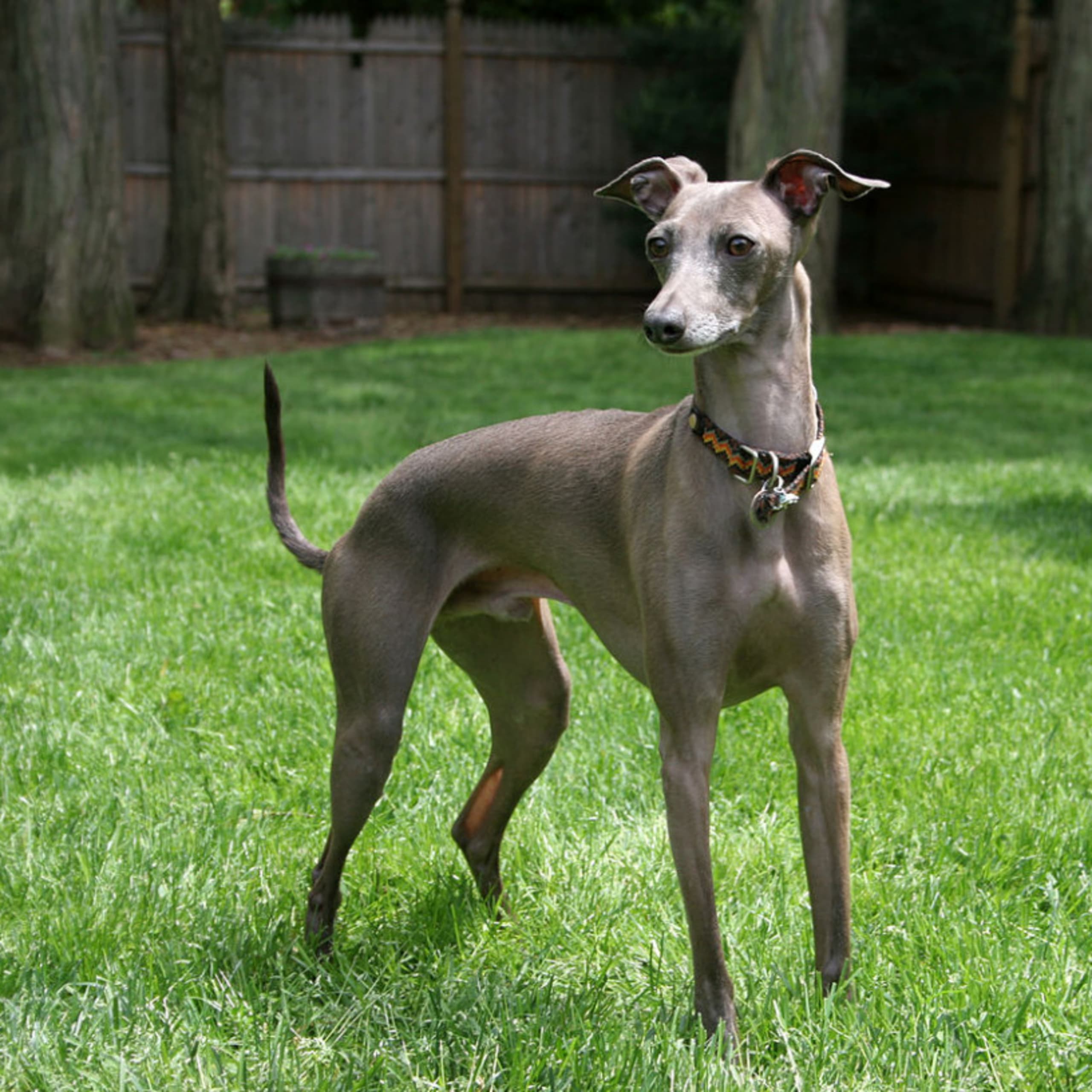 Italian Greyhound