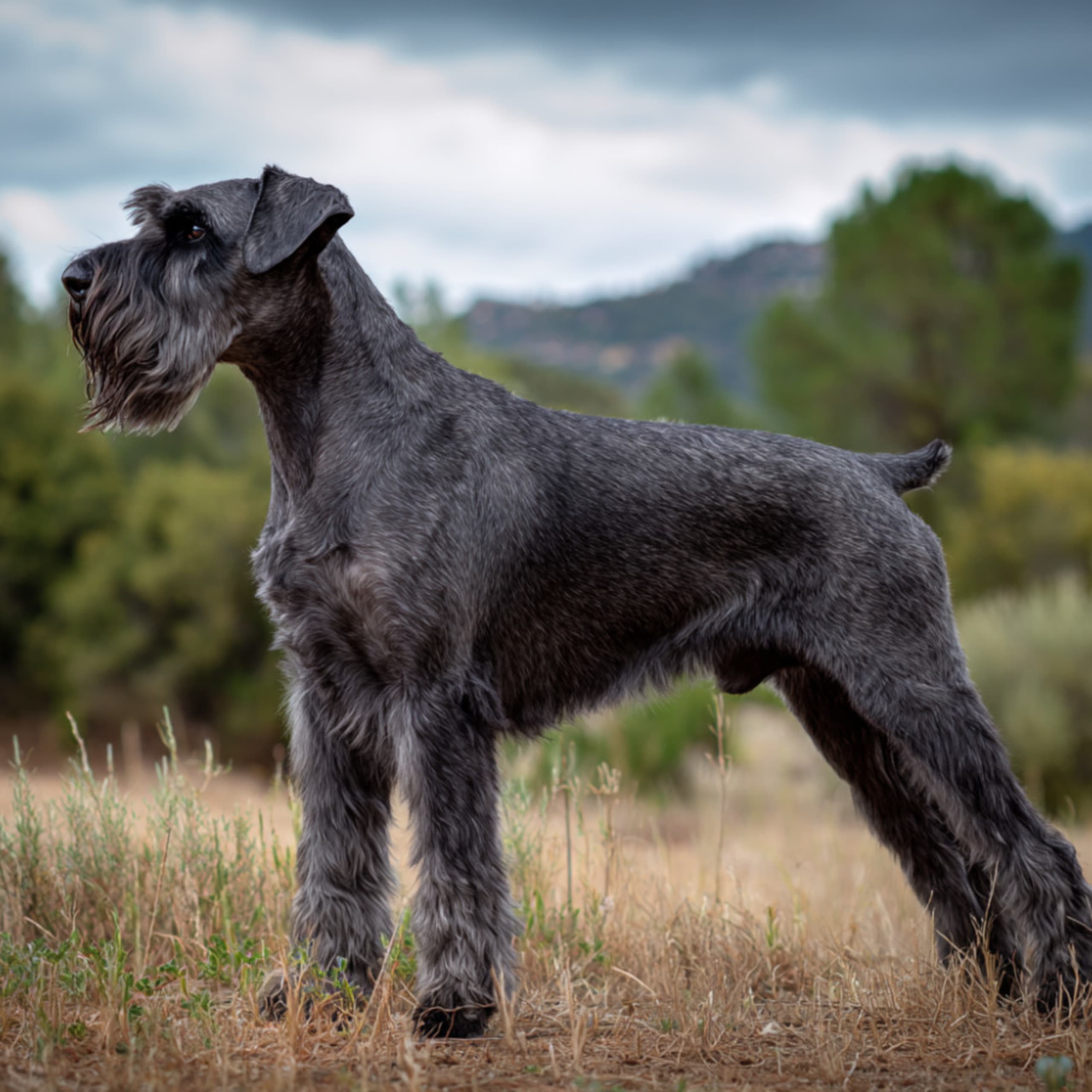 Riesenschnauzer