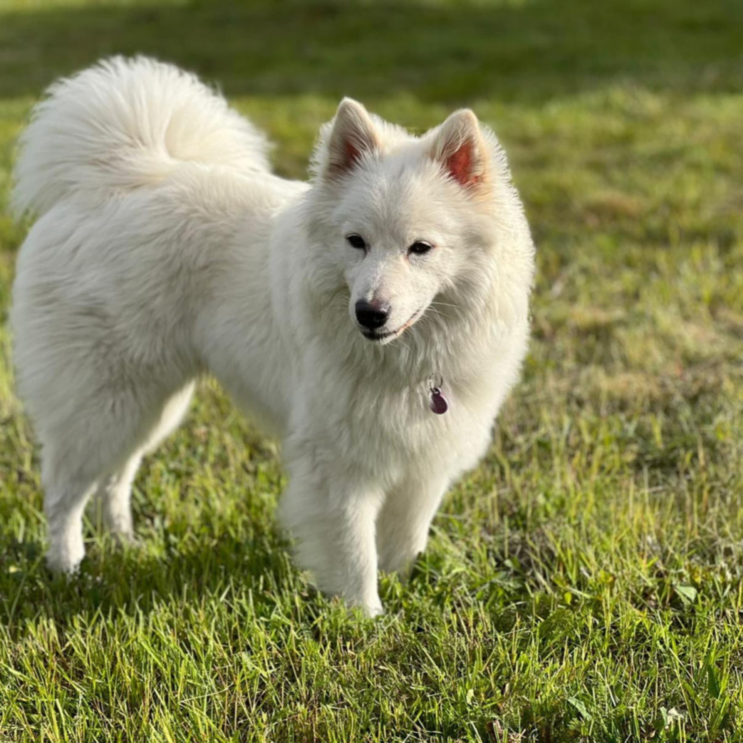 German Spitz – kæmpe