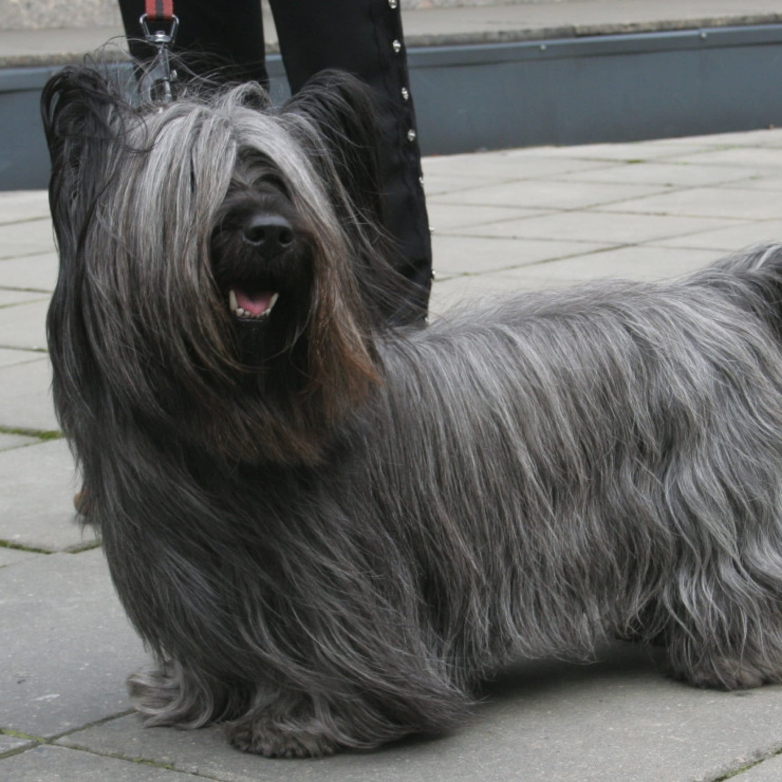 Skye terrier