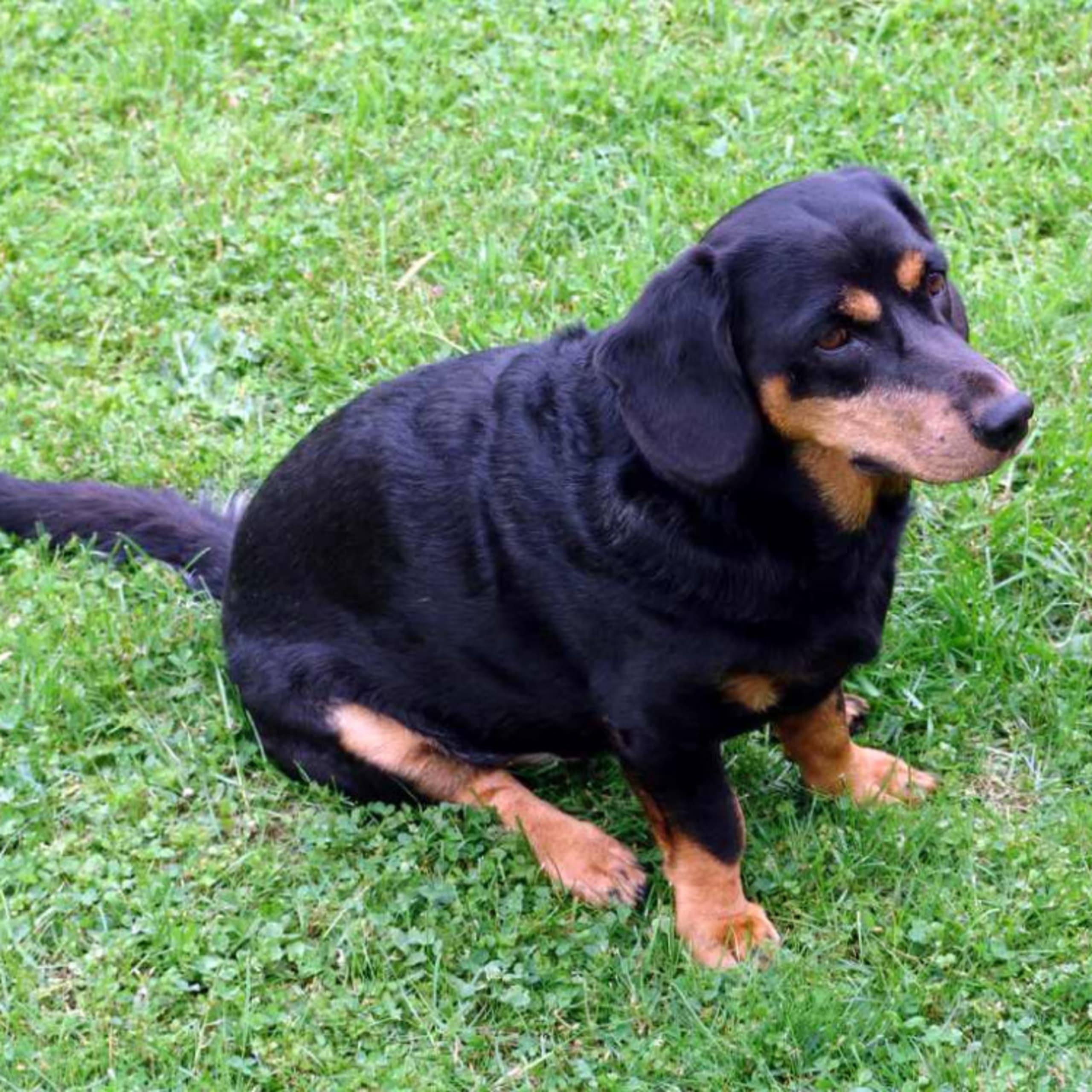 Alpe dachsbracke