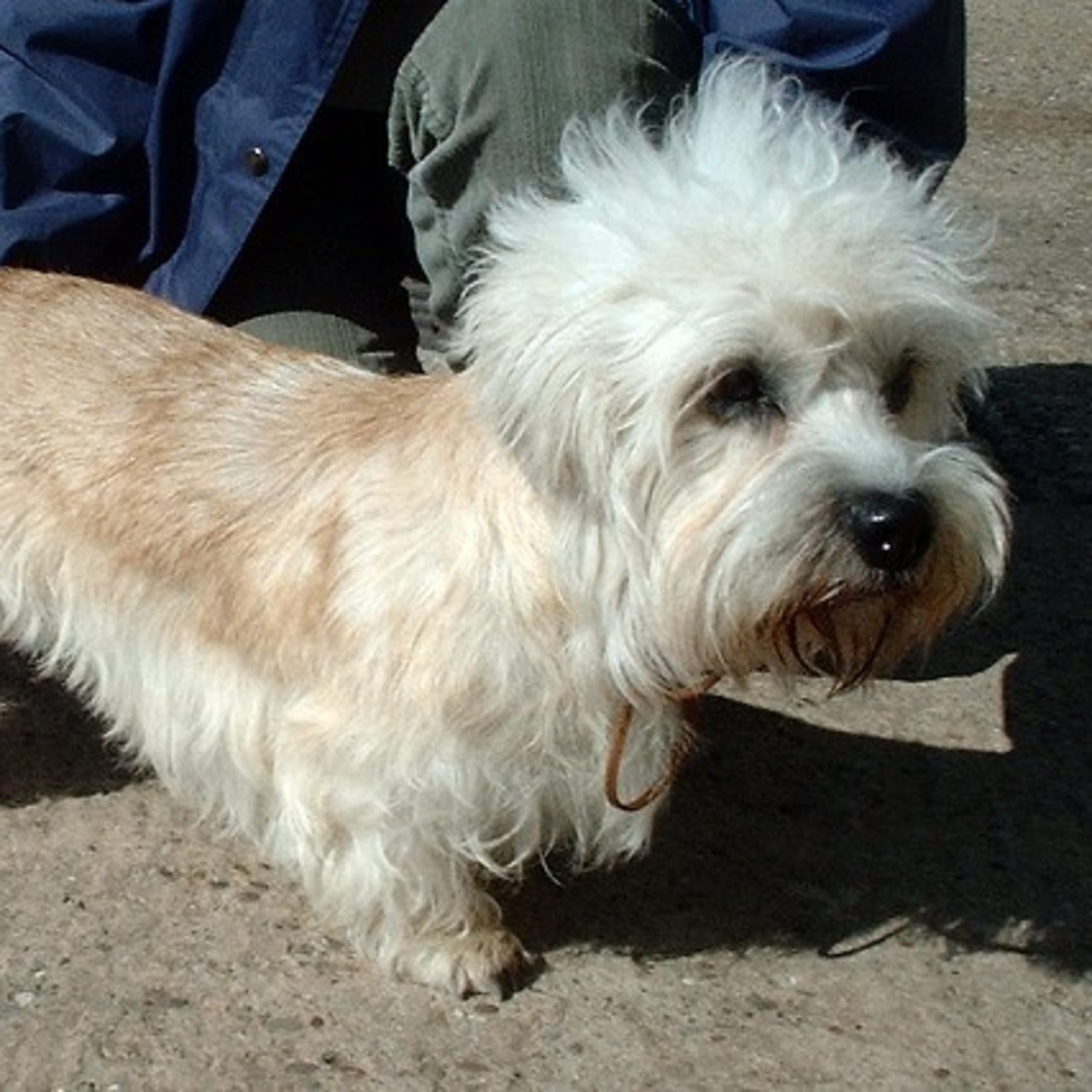 Dandie dinmont terrier