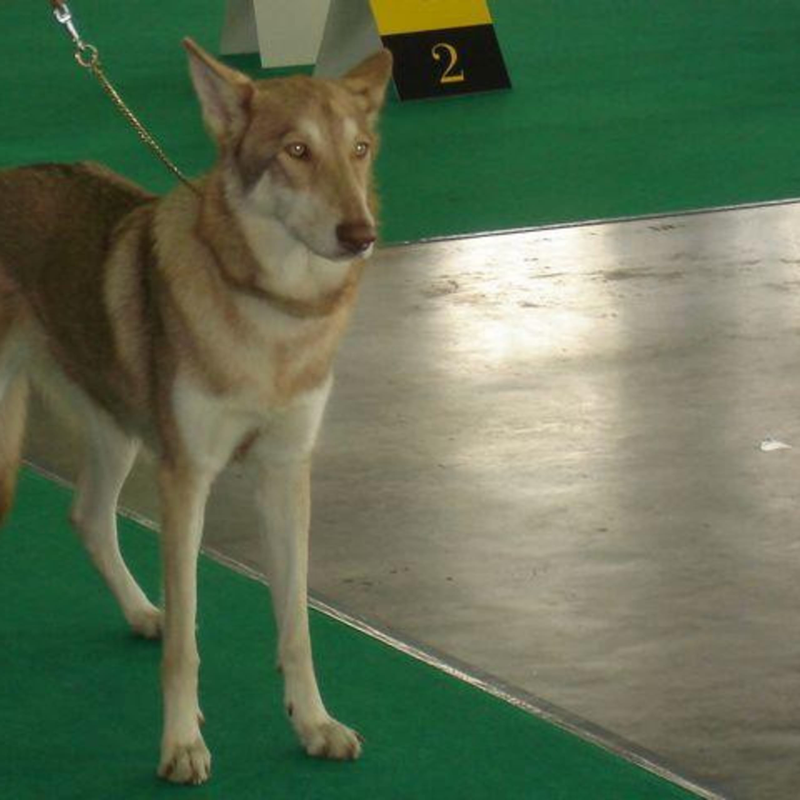 Saarloos wolfhond