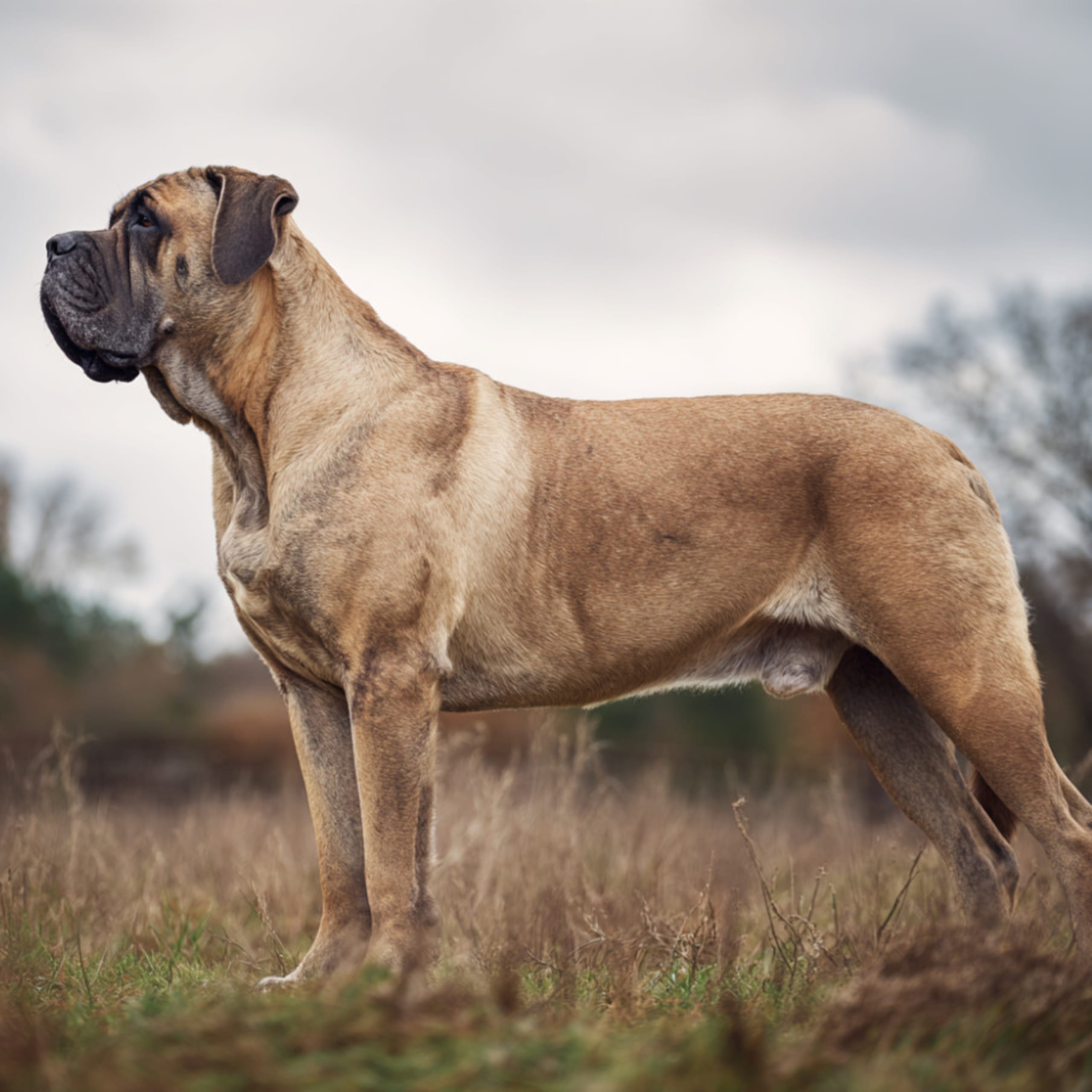 Engelsk mastiff