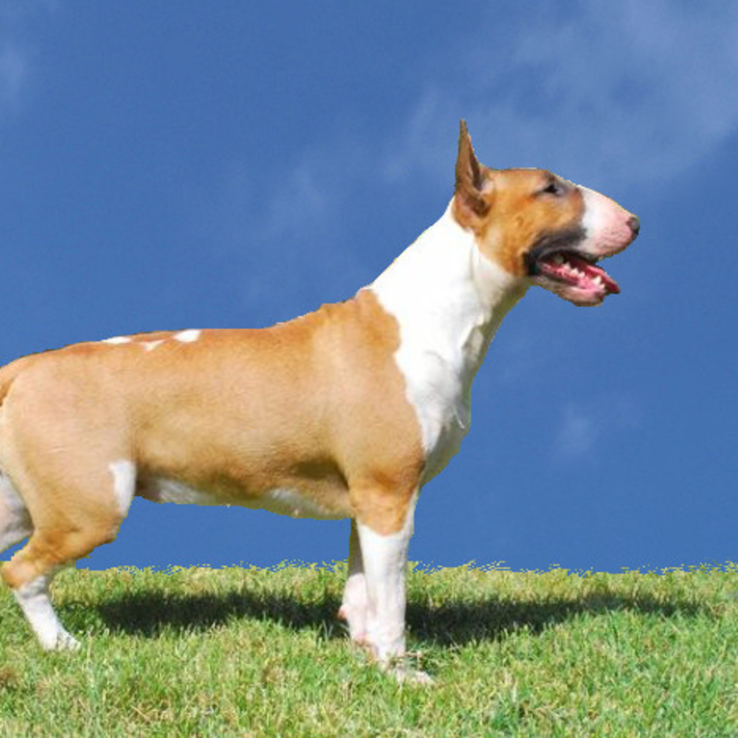 Bull terrier