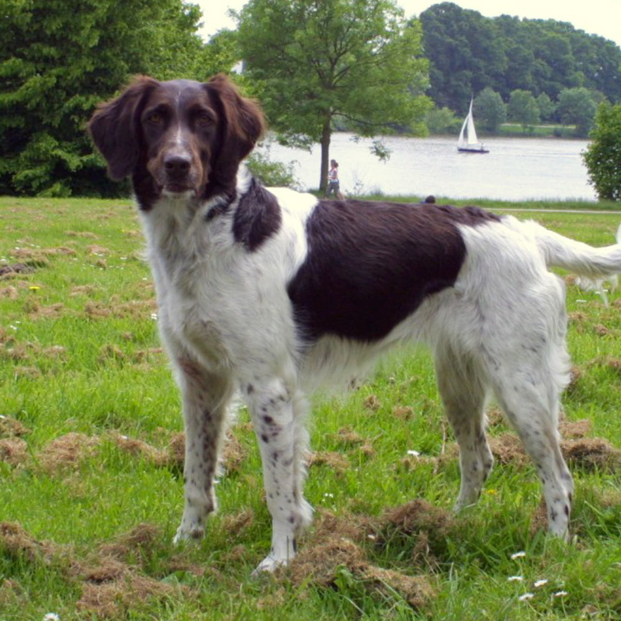 Kleine münsterländer