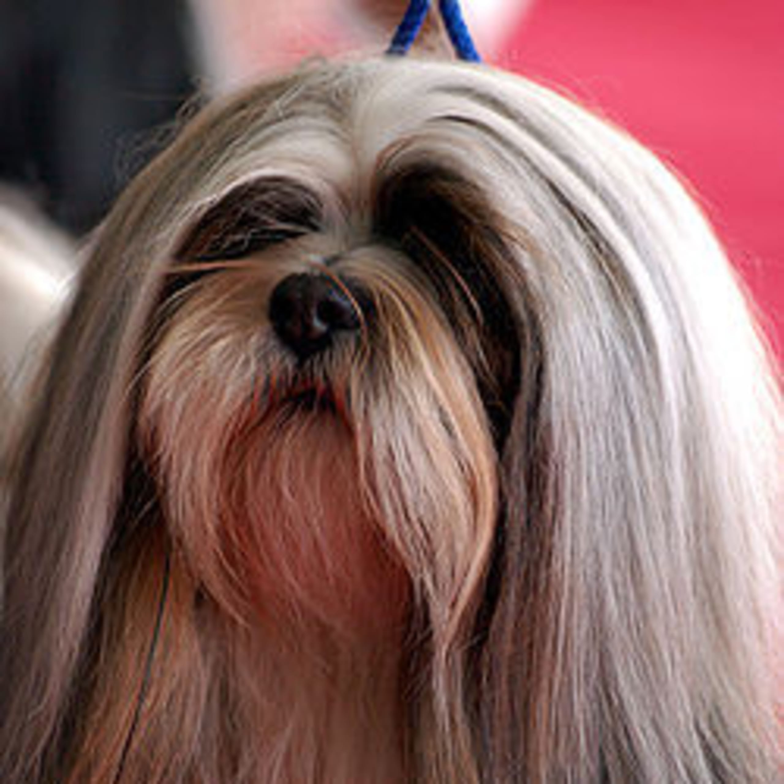 Lhasa apso