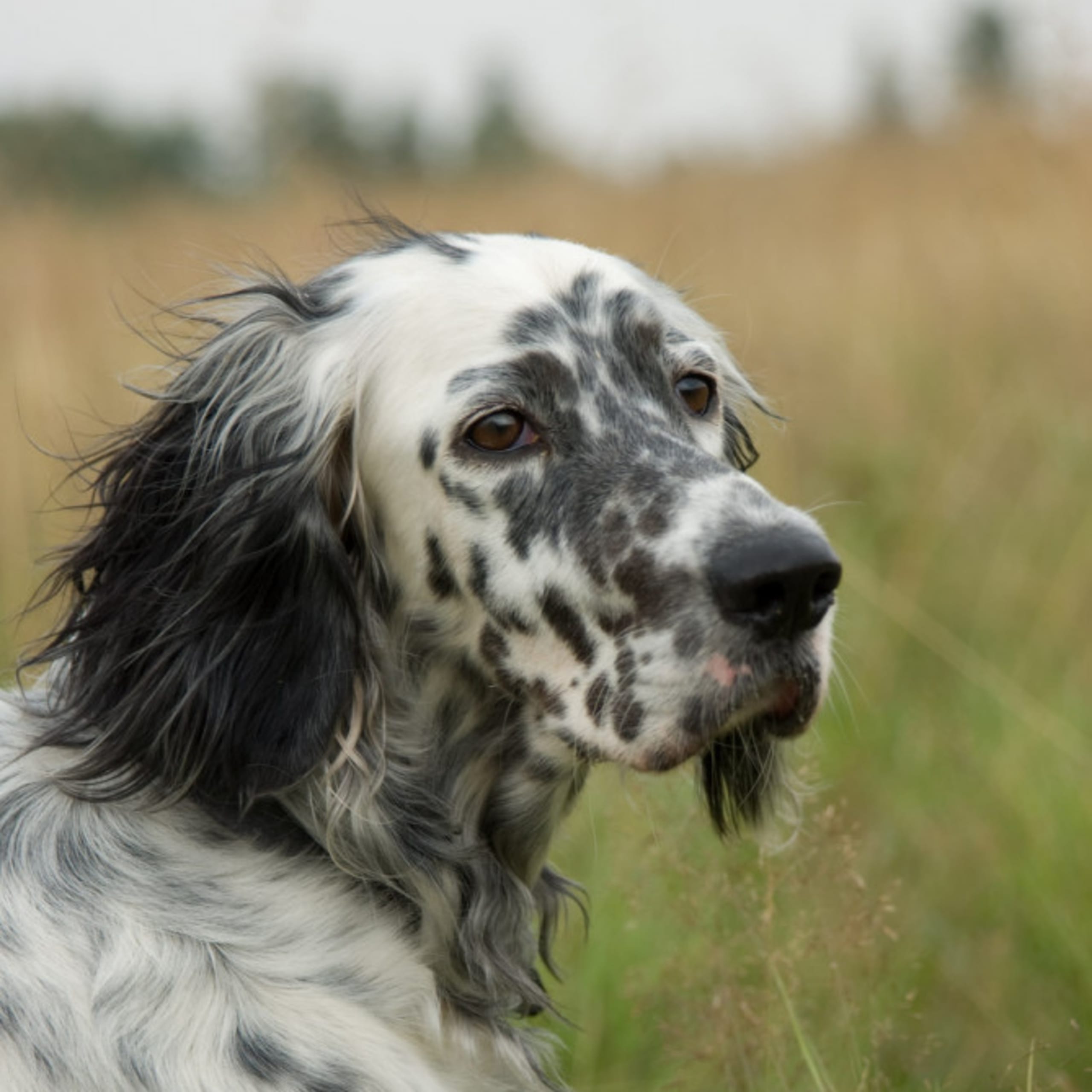 Engelsk setter