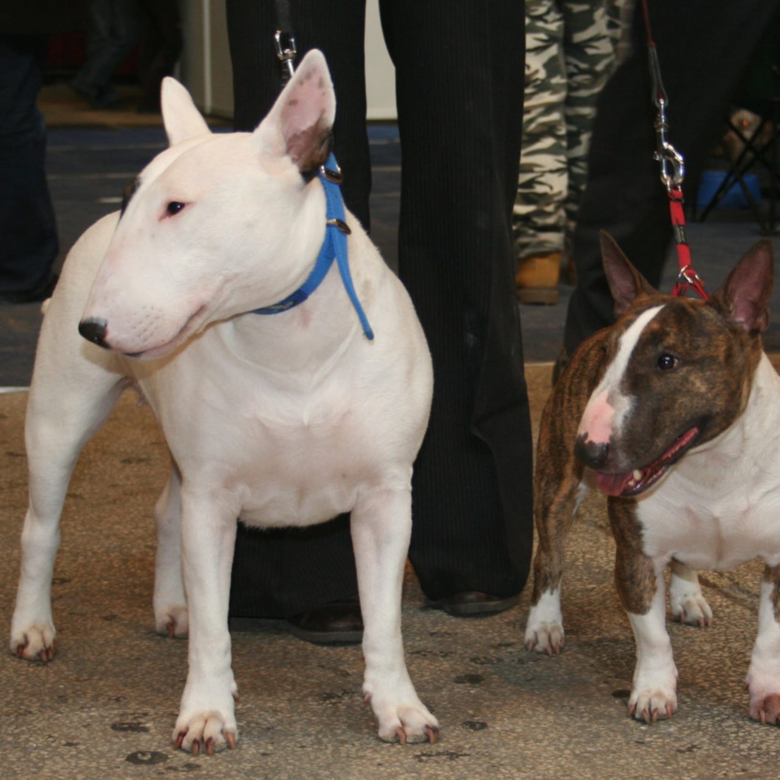 Miniature Bull Terrier