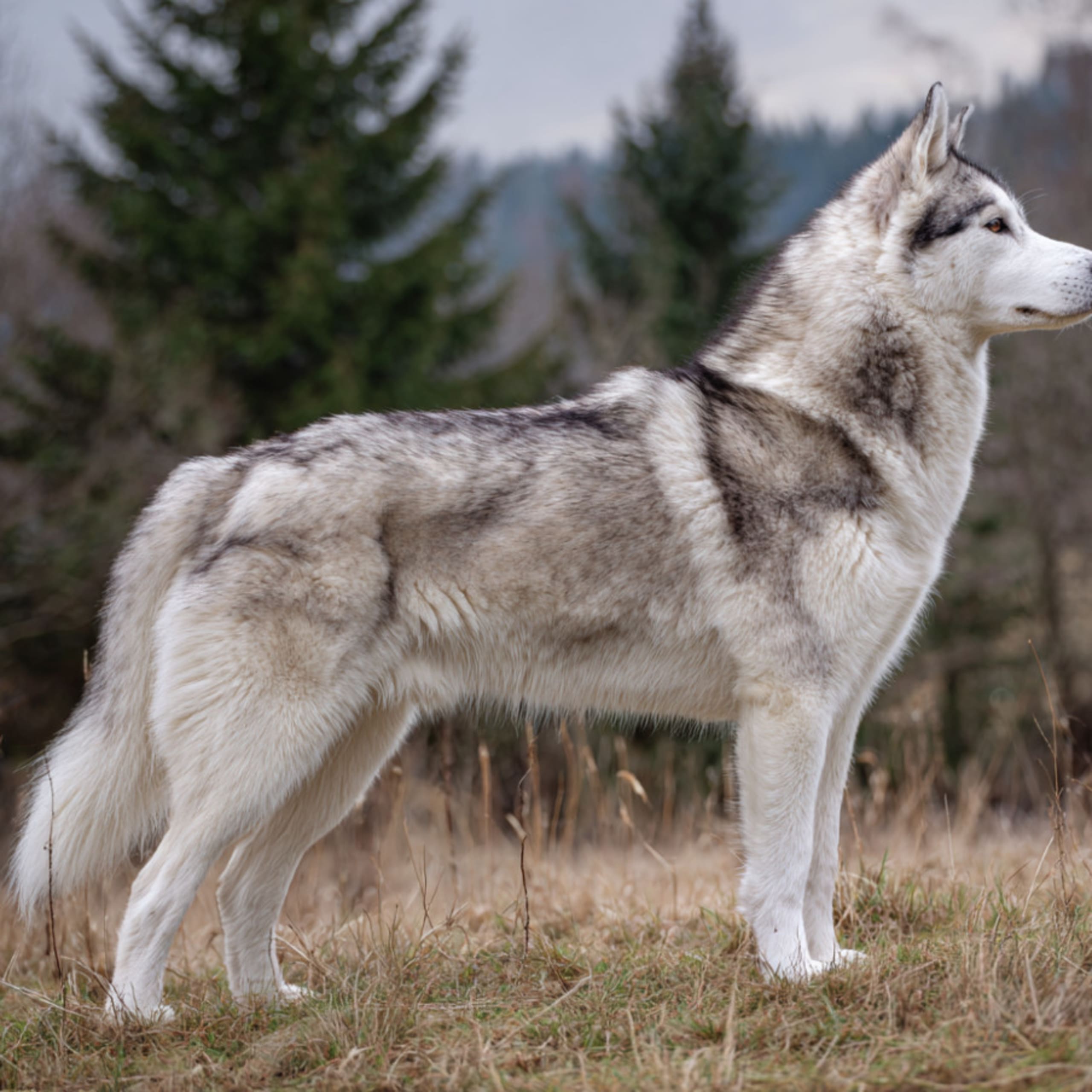 Siberian husky